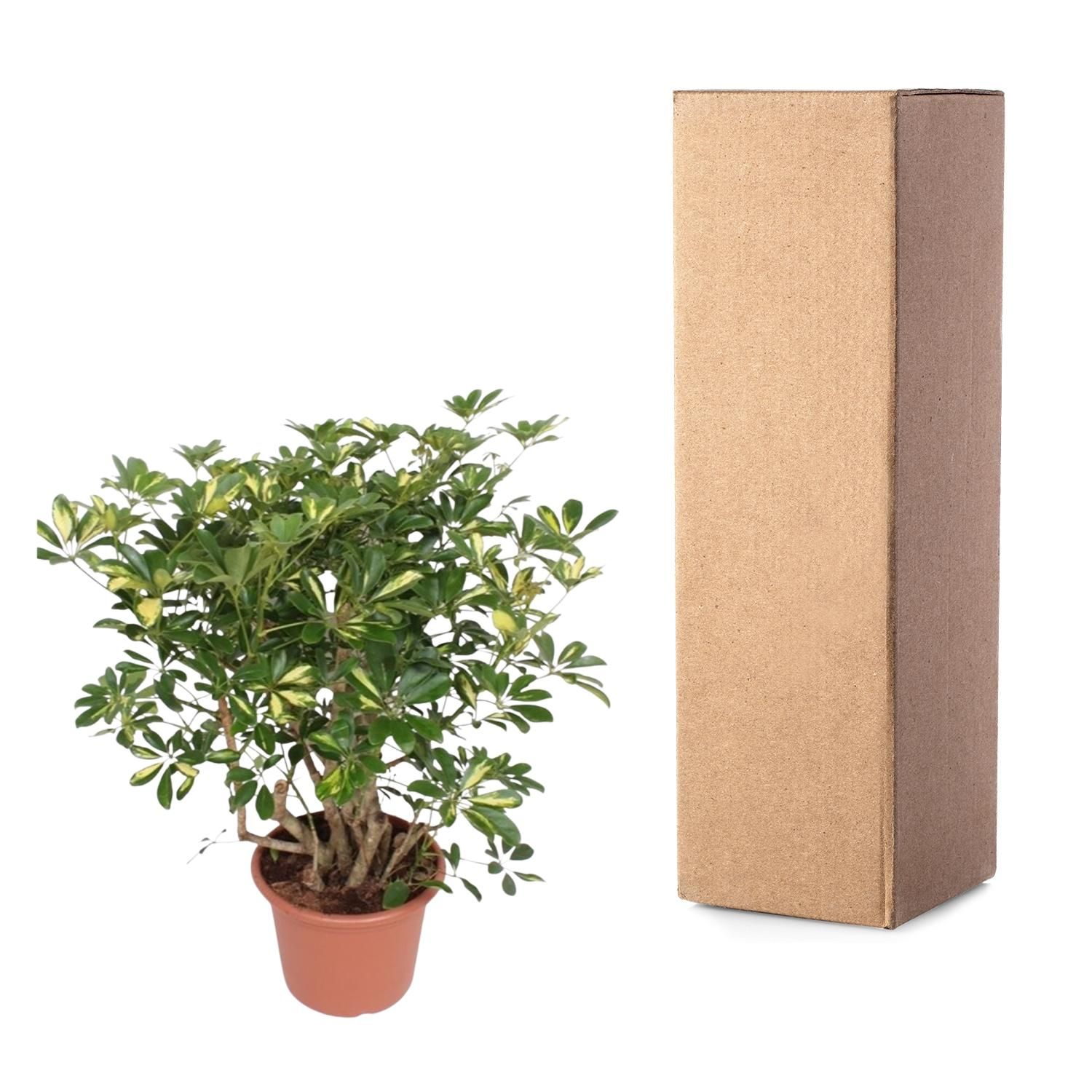 Schefflera Gold Capella Zimmerpflanze