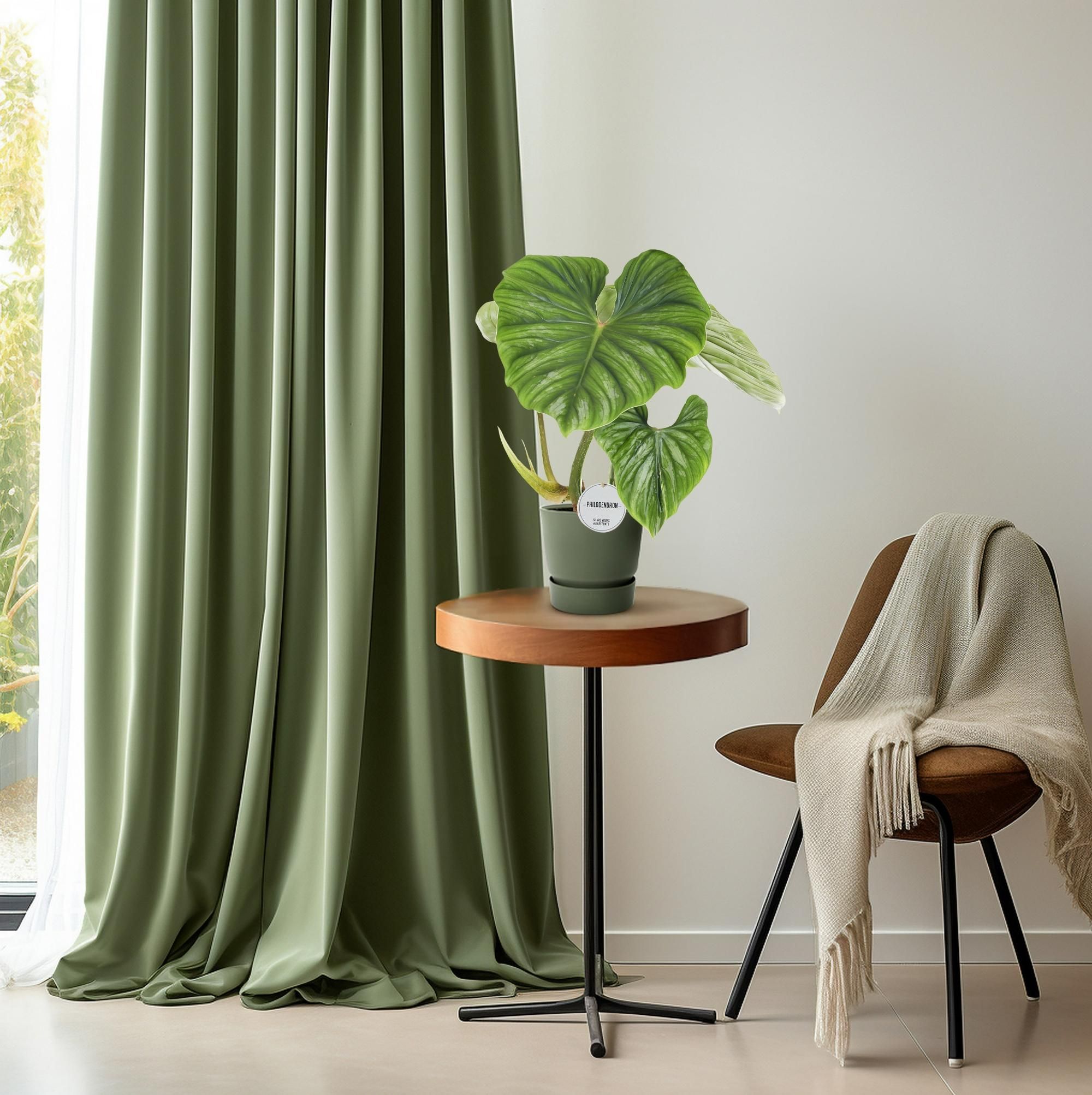 Philodendron Plowmanii Zimmerpflanze