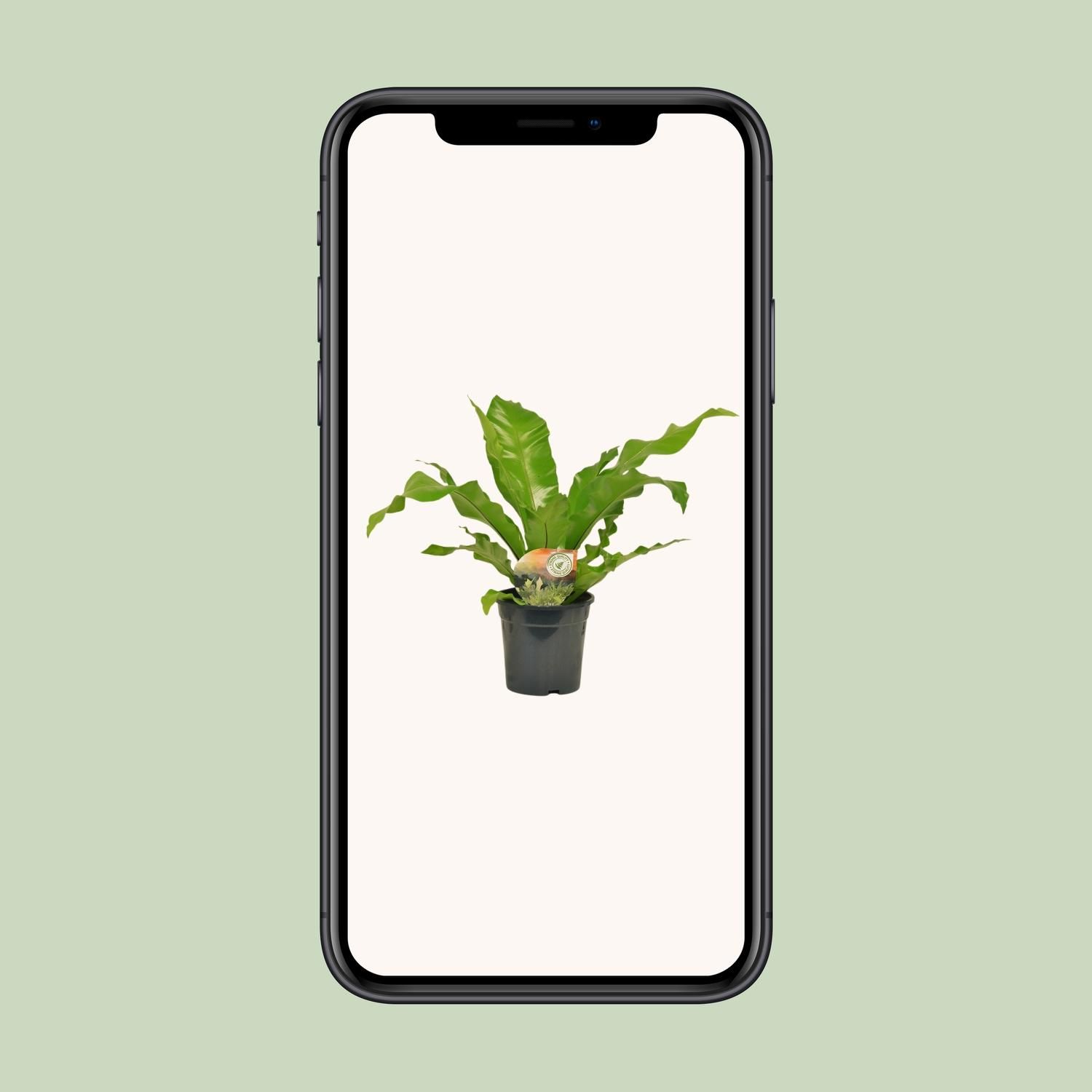 Asplenium Nidus Zimmerfarn