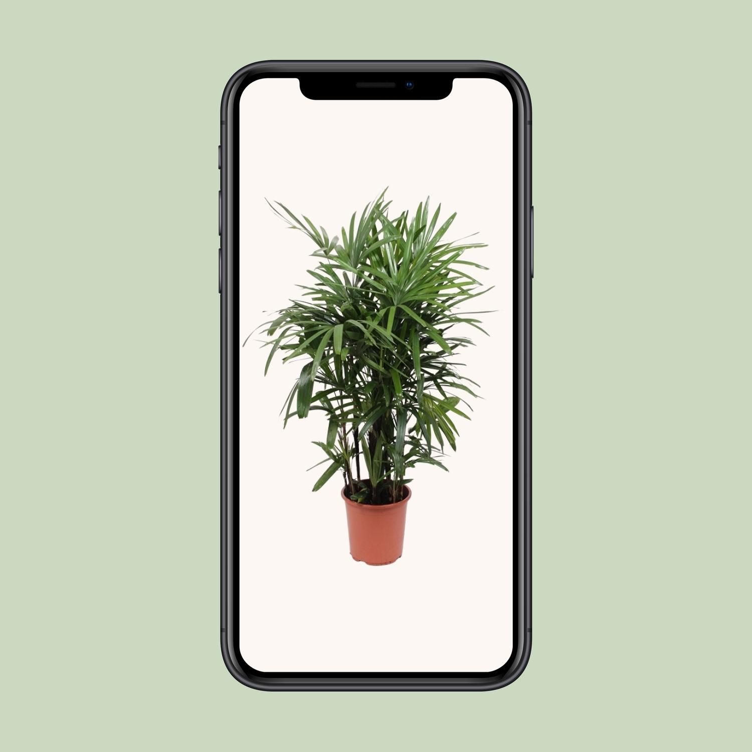 Rhapis Excelsa Zimmerpalme