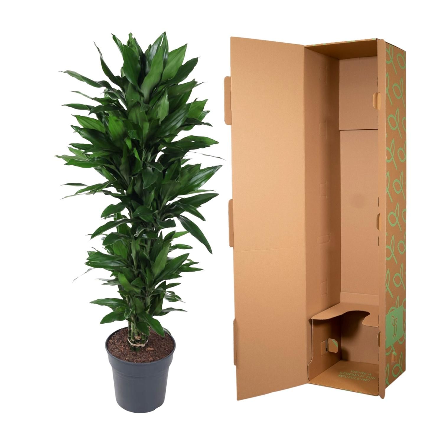 Dracaena Janet Lind – Eleganter Zimmerpflanzenklassiker