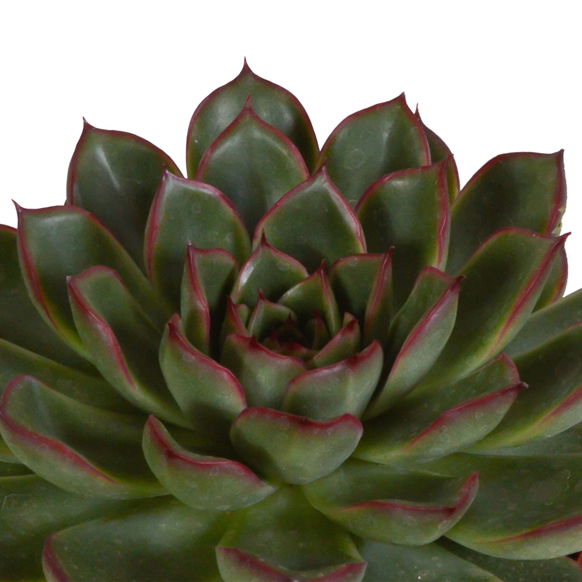 Echeveria Mix in Terrakotta Topf