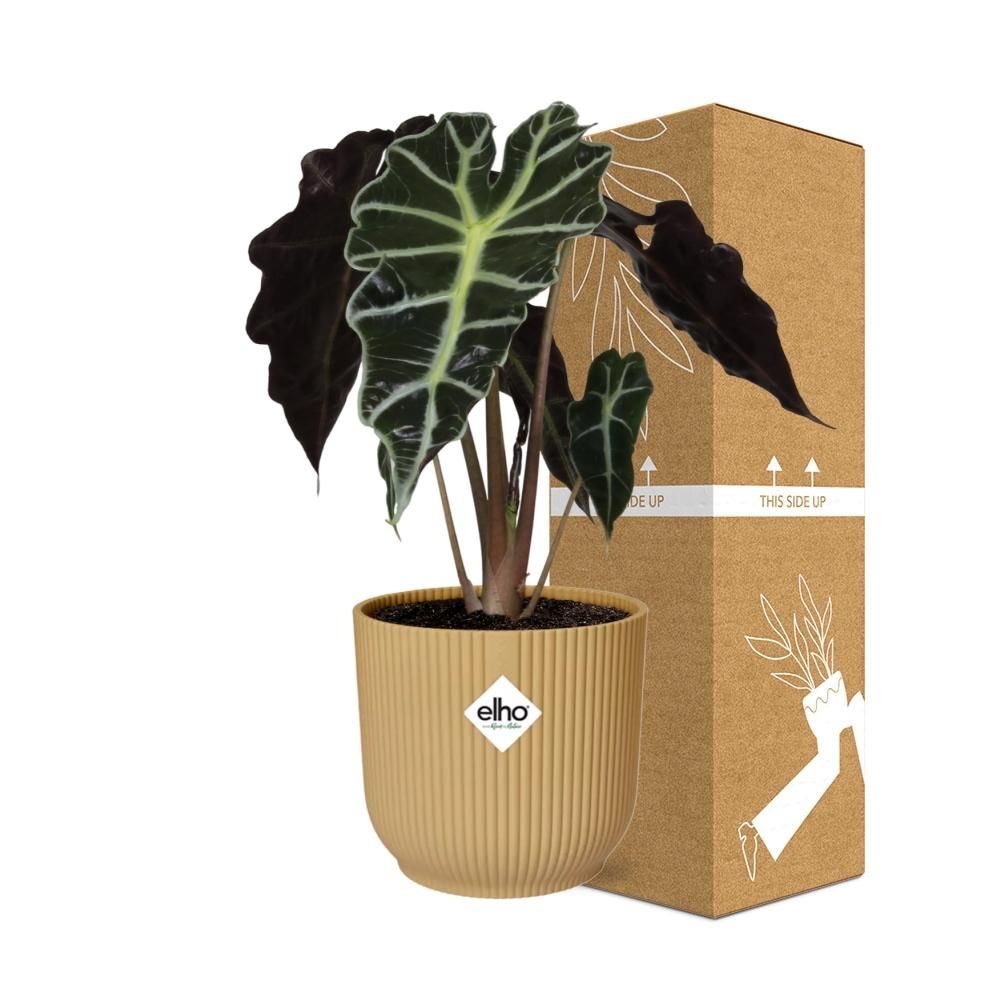 Alocasia Polly Zimmerpflanze in gelbem ELHO Vibes Fold Topf