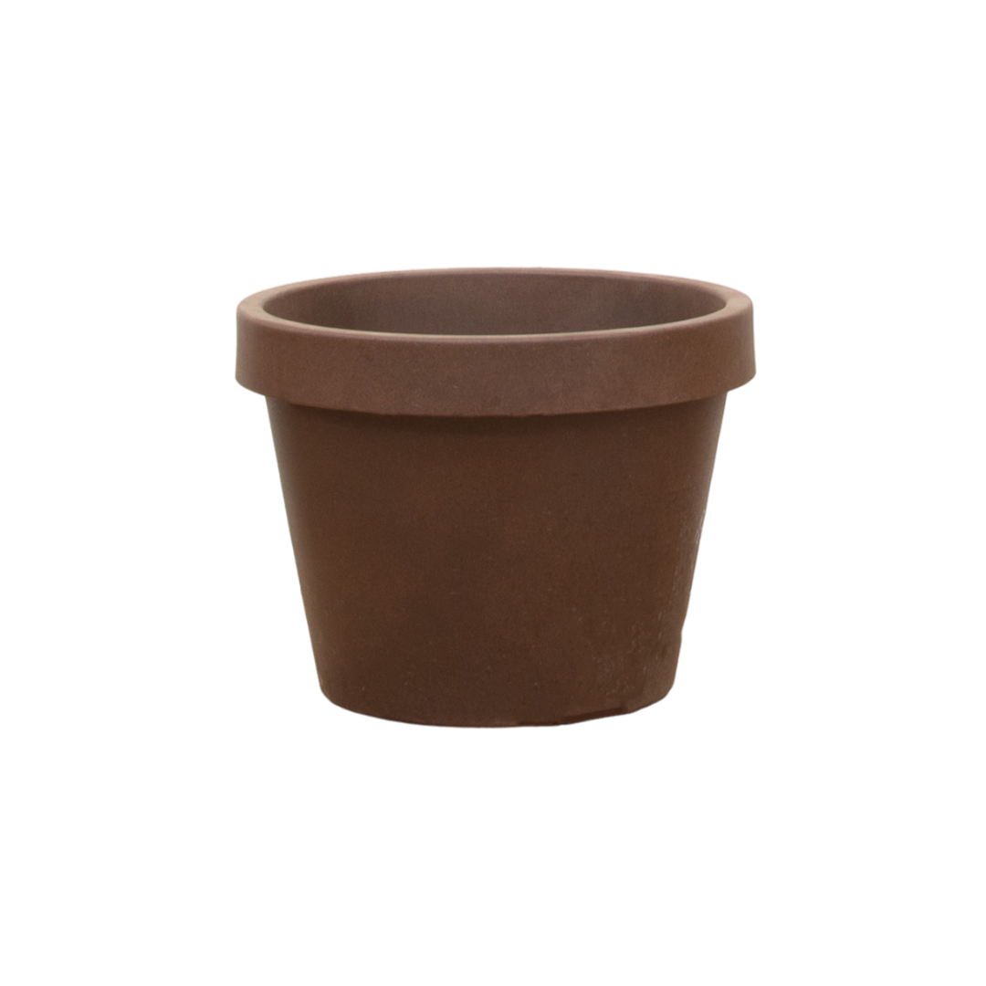 Lira Bronze Zimmerpflanze mit Bronzenen Blättern