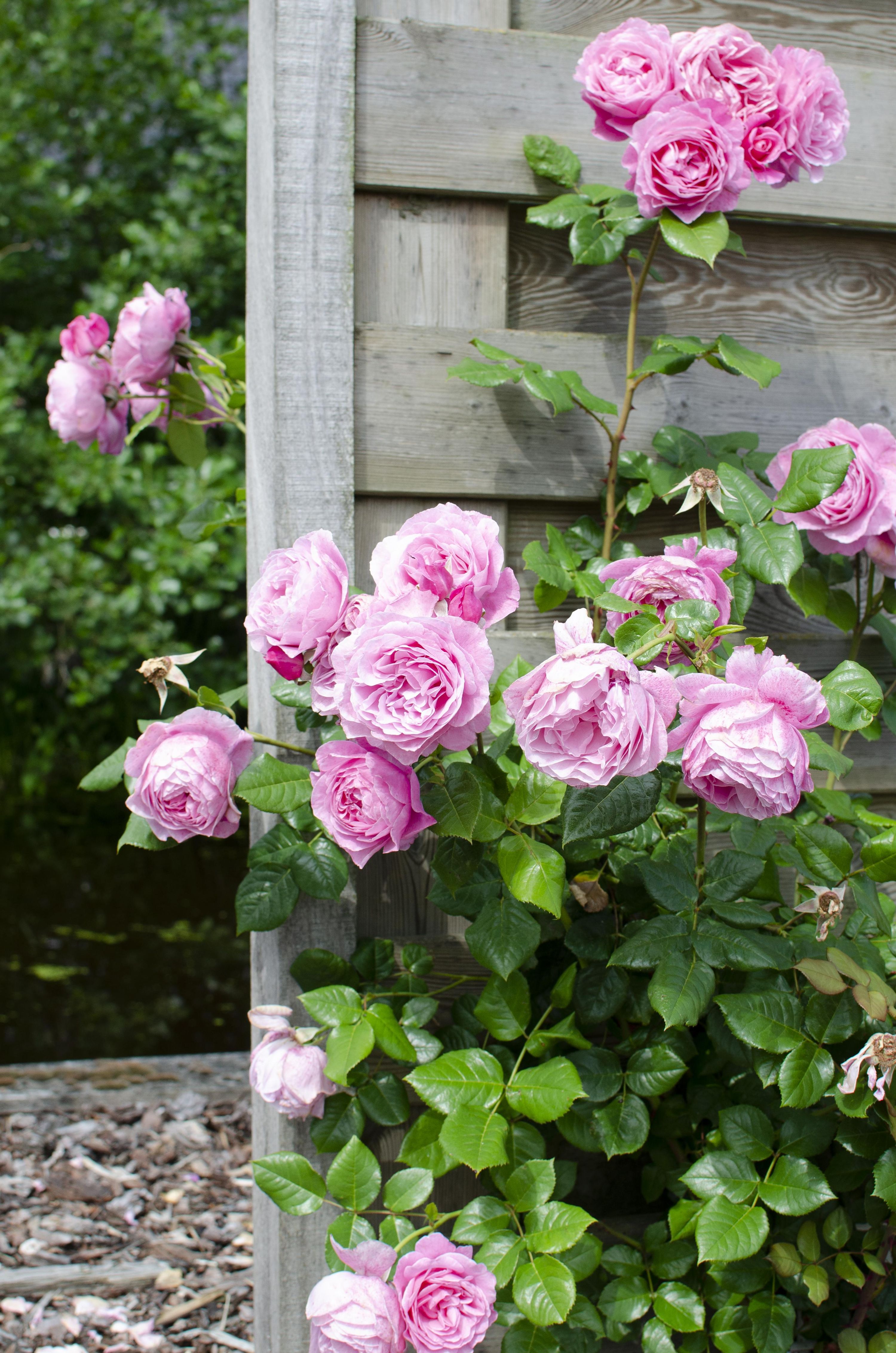 Rosa Mix Pflanzenset