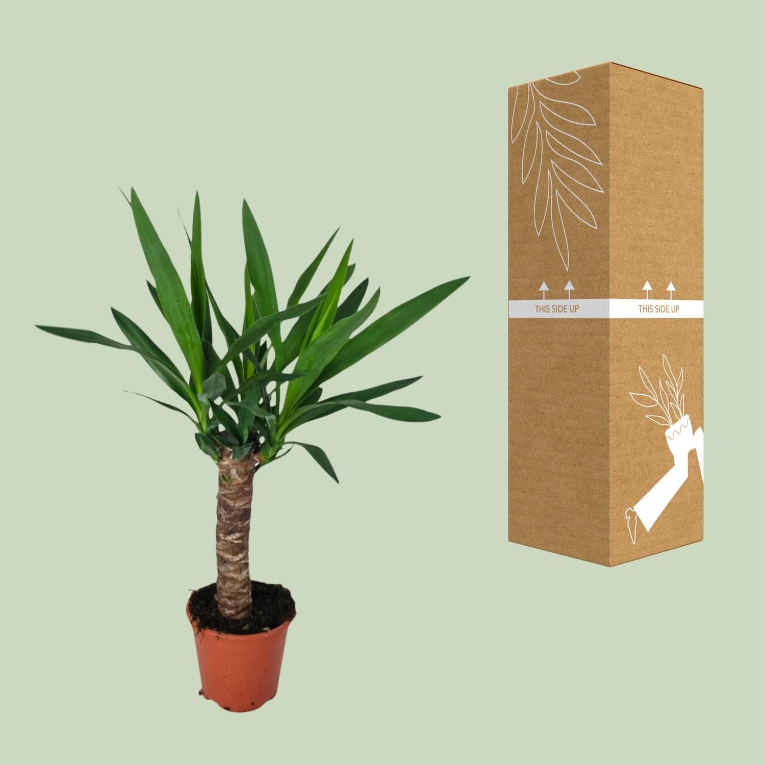 Elegante Yucca Zimmerpflanze mit Luftreinigung