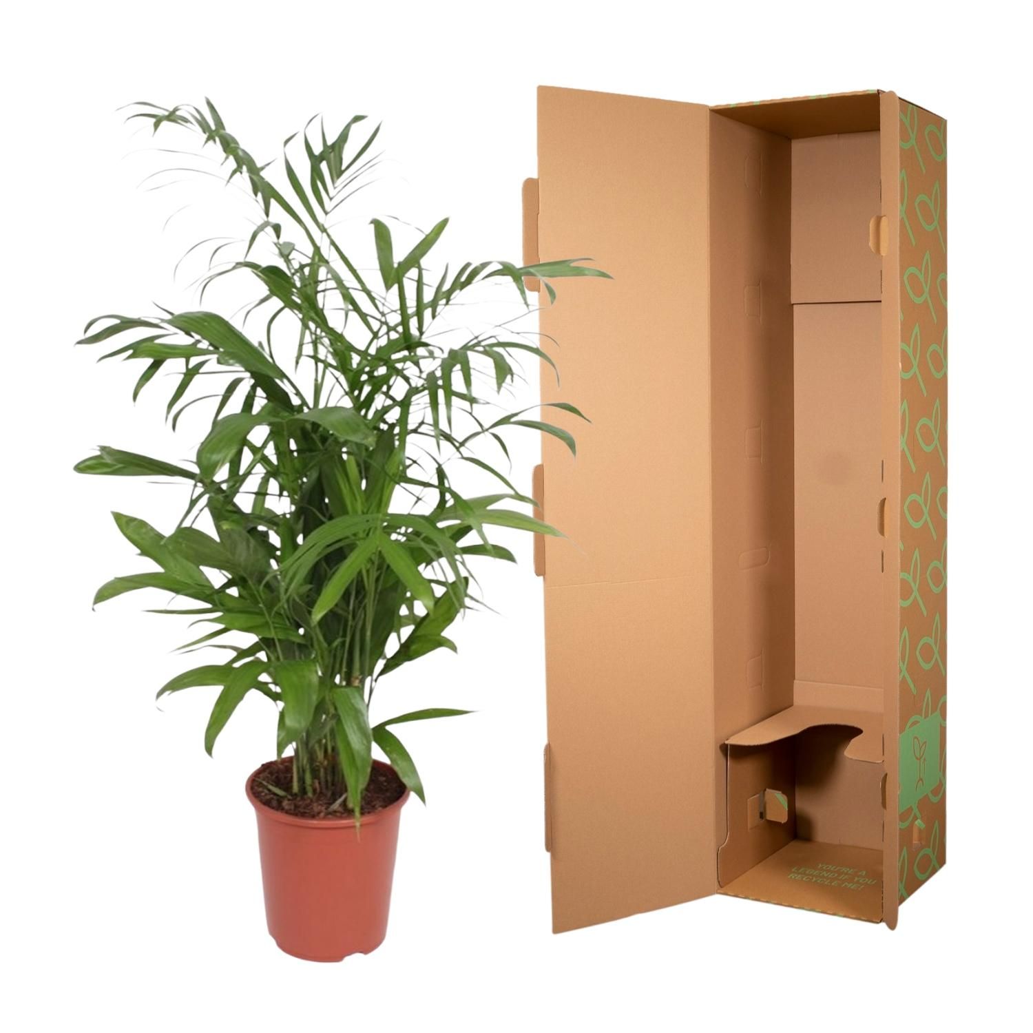 Chamaedorea Seifrizii Palme