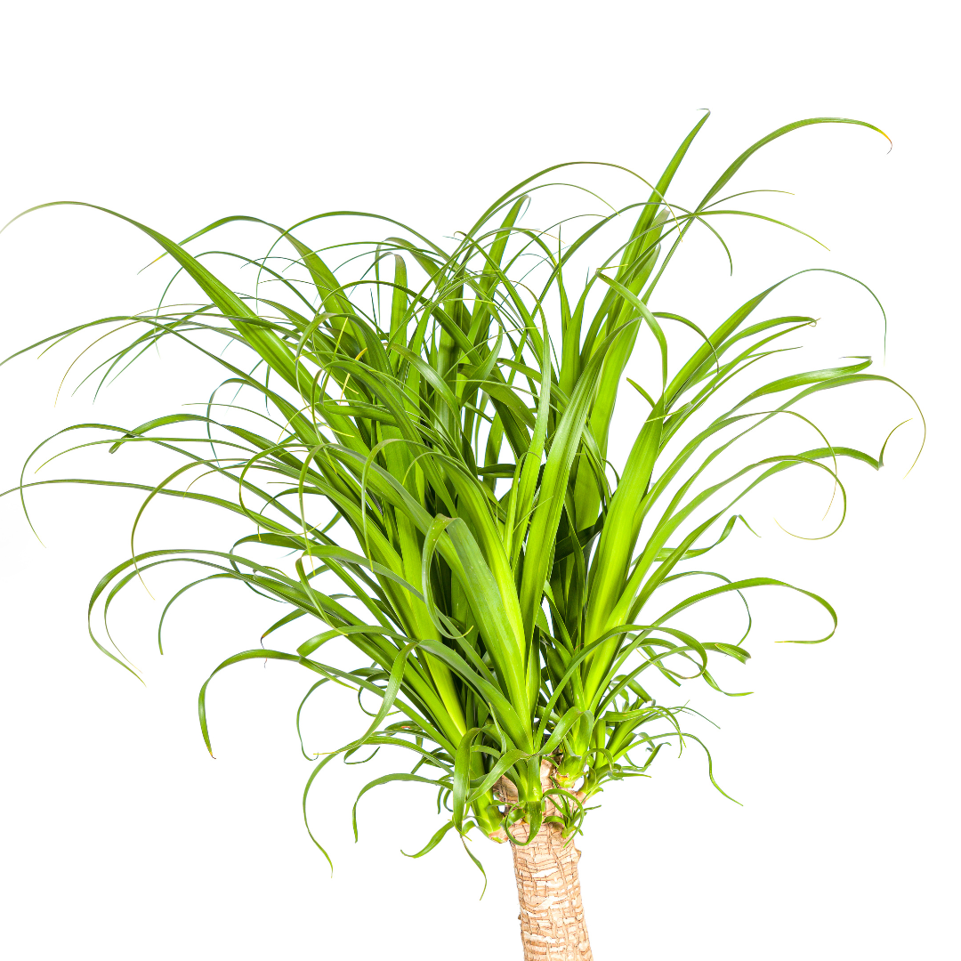 Beaucarnea Recurvata Zopfbaum | Elefantenfuß | Ø27cm - ↕110-130cm