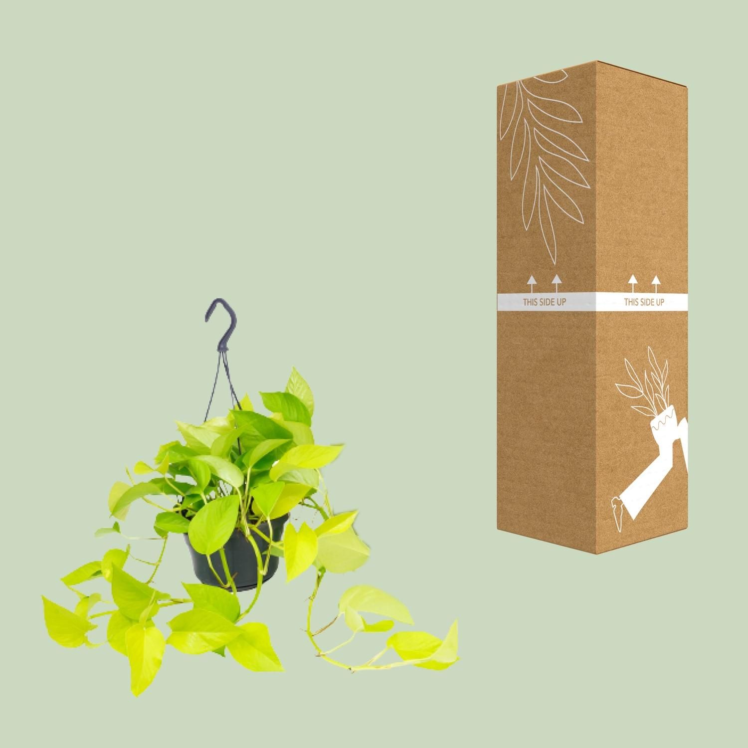 Epipremnum Golden Pothos Zimmerpflanze