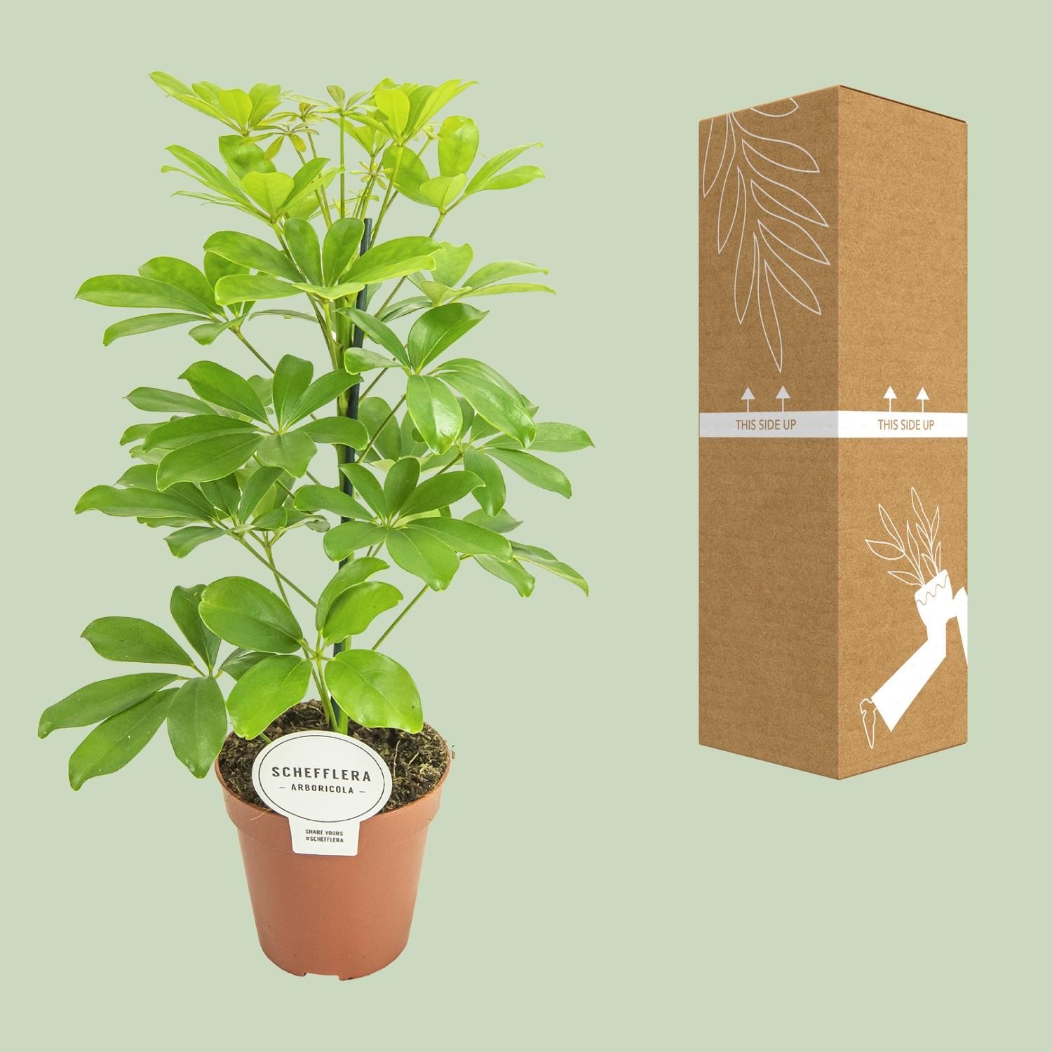 Schefflera Zimmerpflanze mit eleganten Blättern