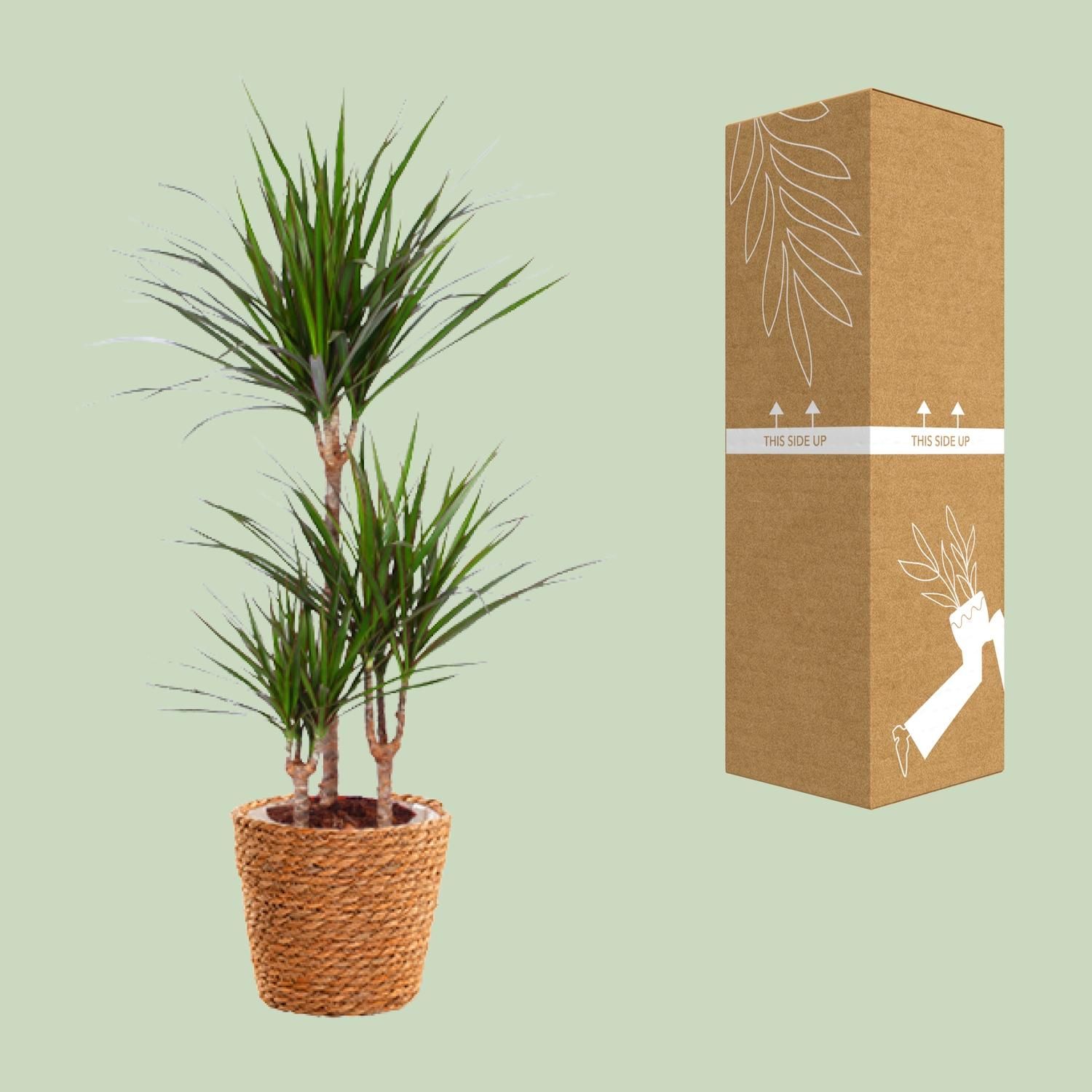 Dracaena Marginata Drachenbaum - Exotische Zimmerpflanze