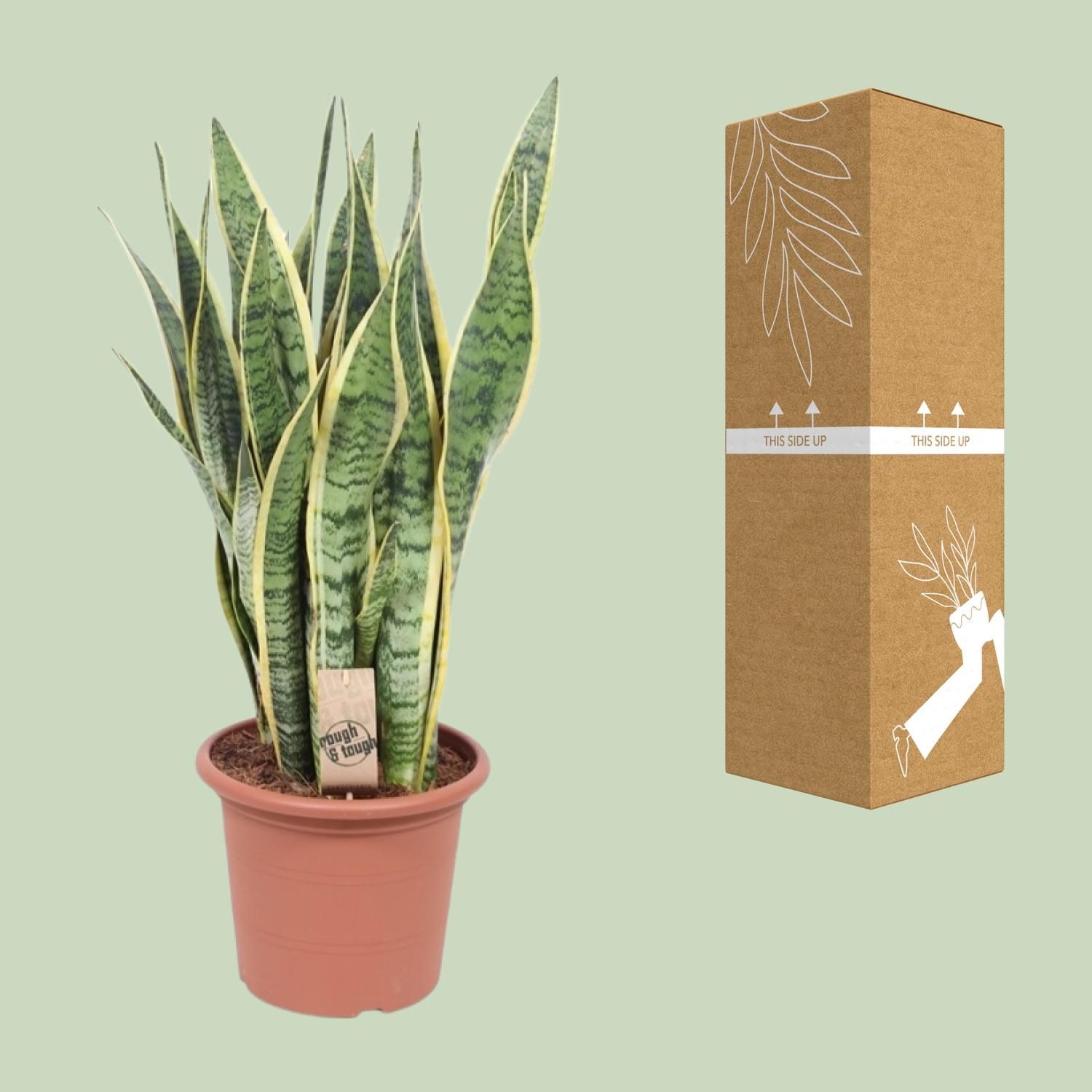 Sansevieria Laurentii Schwiegermutterzunge Zimmerpflanze