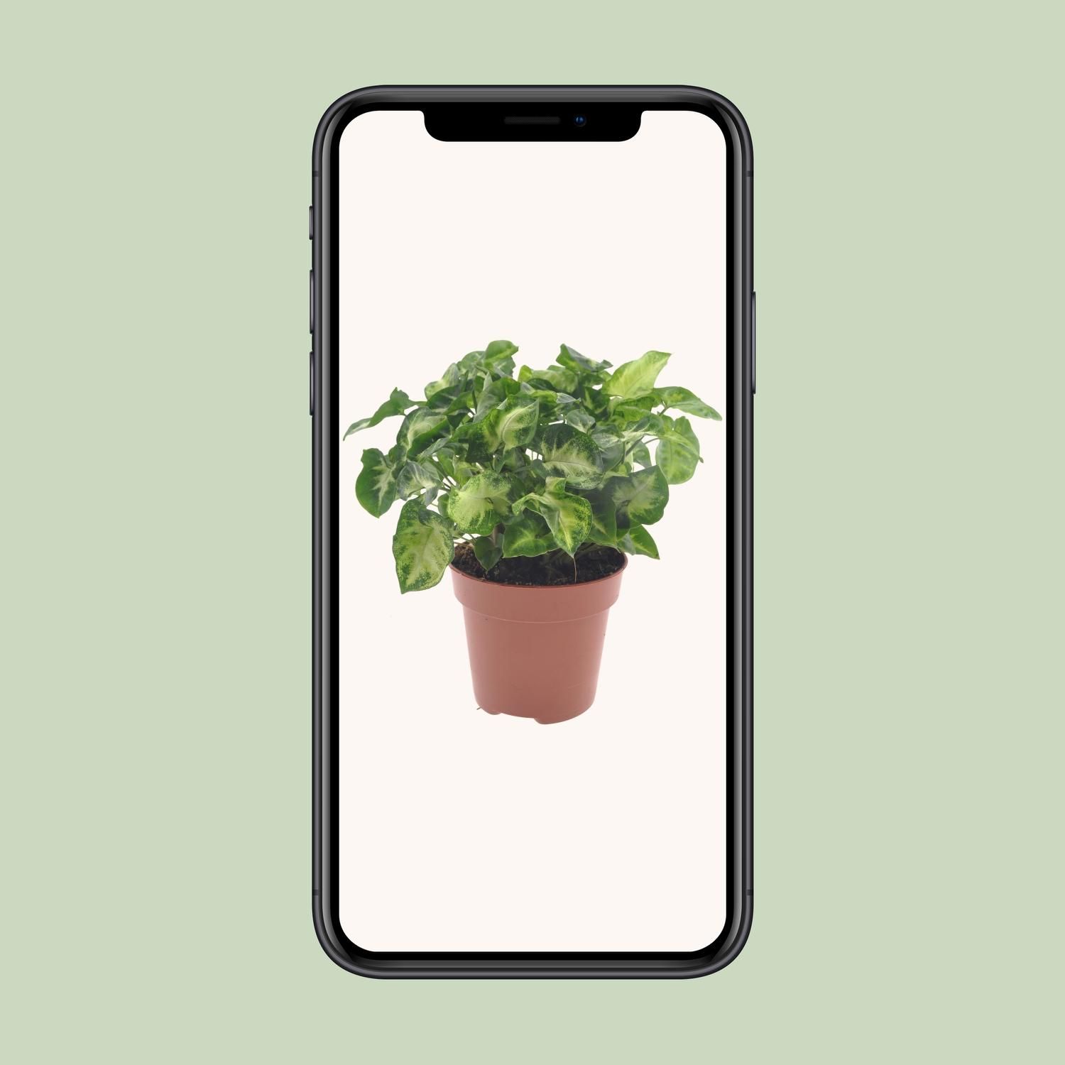 Syngonium Pixie Pfeilblättrige Zimmerpflanze