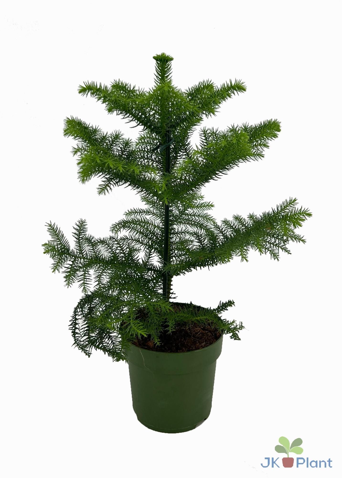 Araucaria Zimmerpflanze