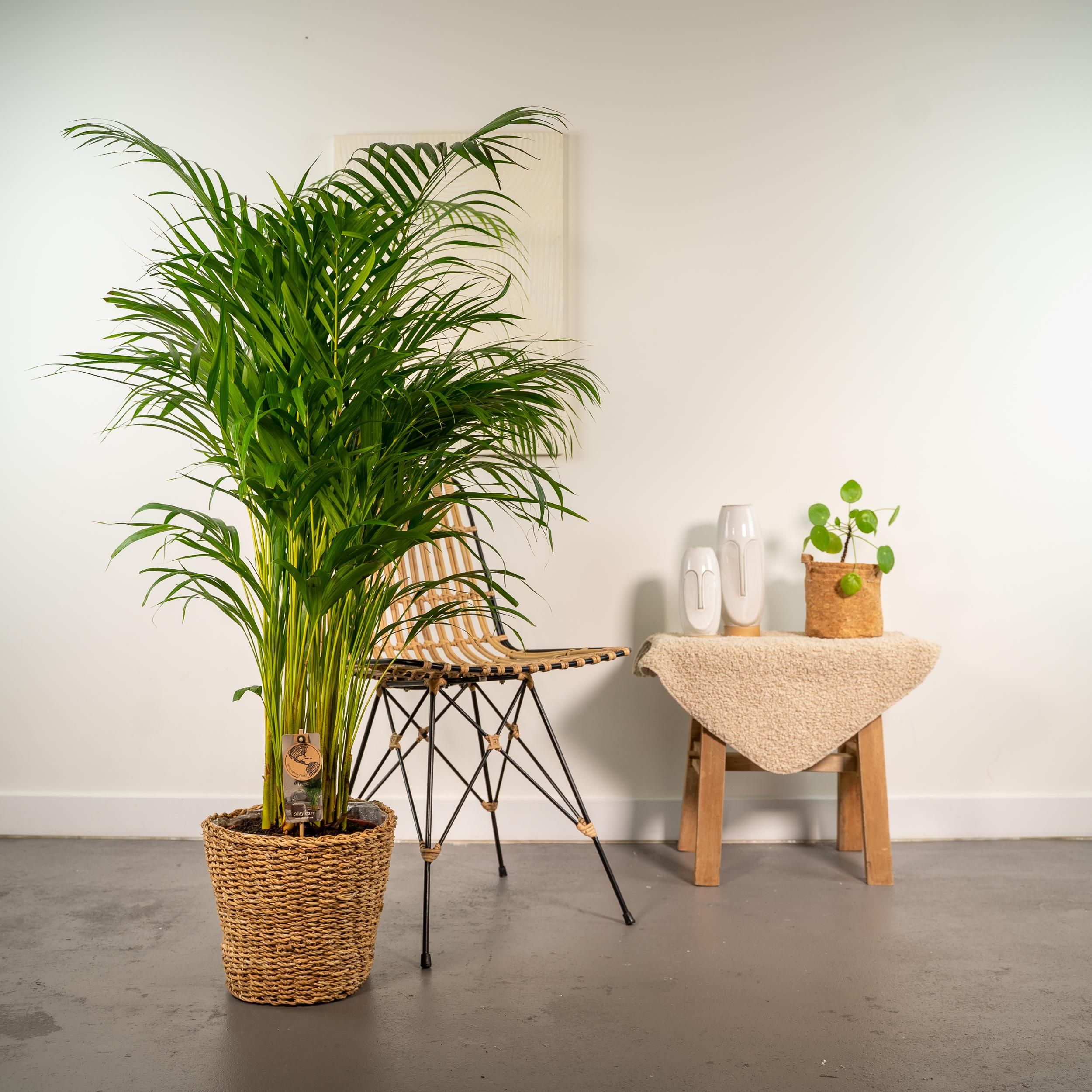 Areca Palme mit Korb – Tropische Zimmerpflanze