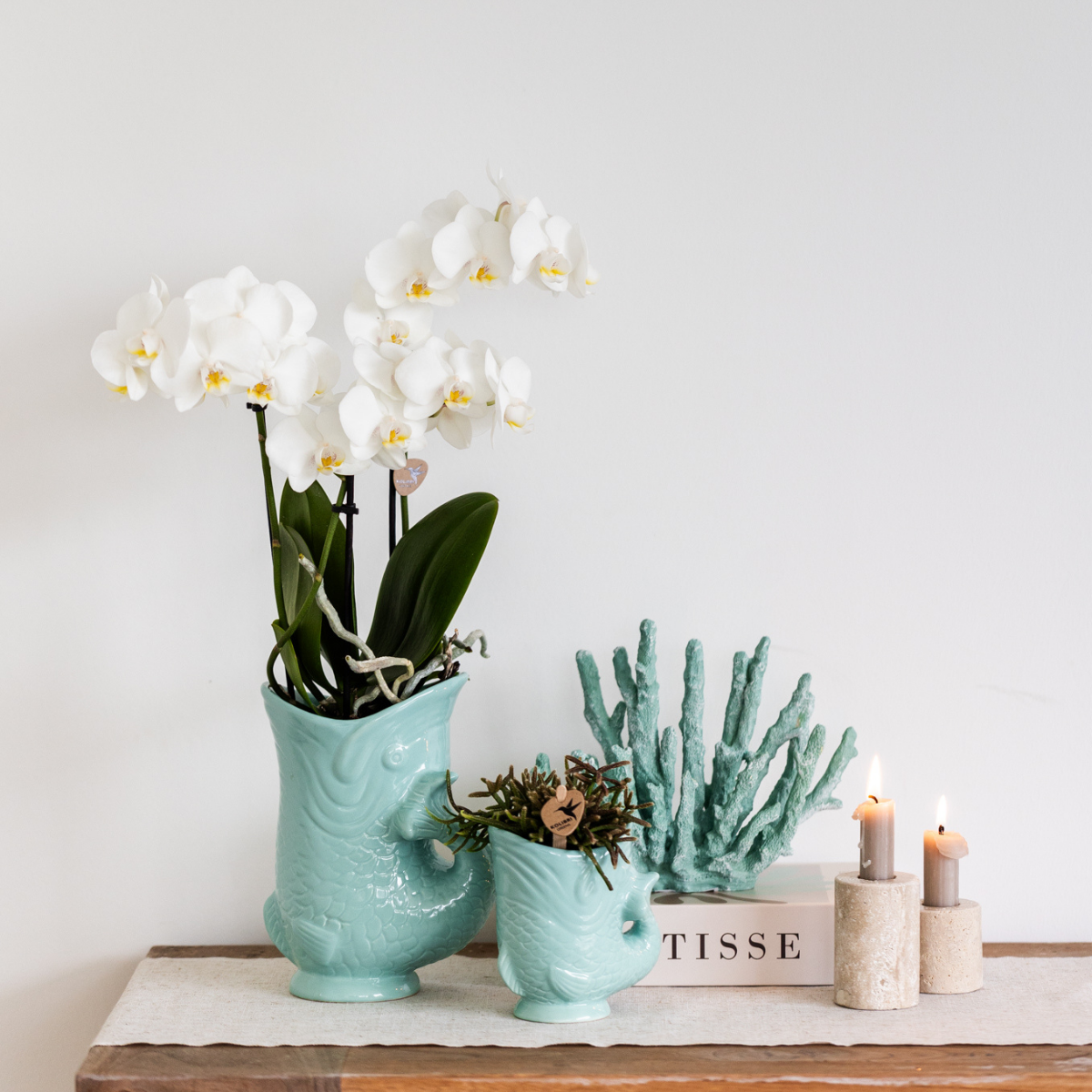 Orchideen und Sukkulenten Pflanzenset | Phalaenopsis & Crassula im Set | Dekorative Übertöpfe