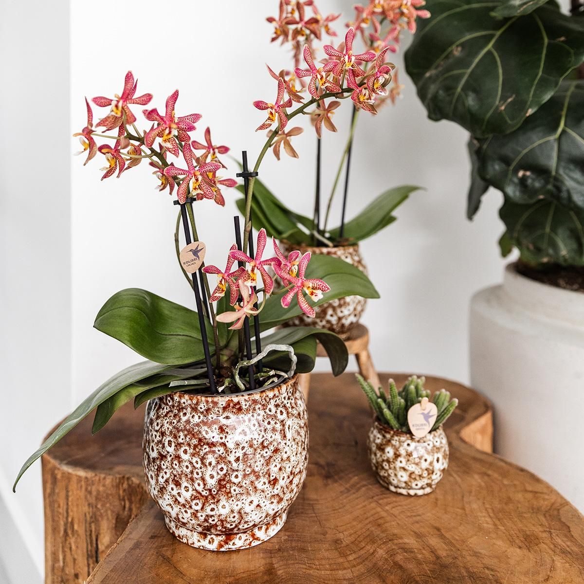 Keramik Safari Blumentopf Ø12cm