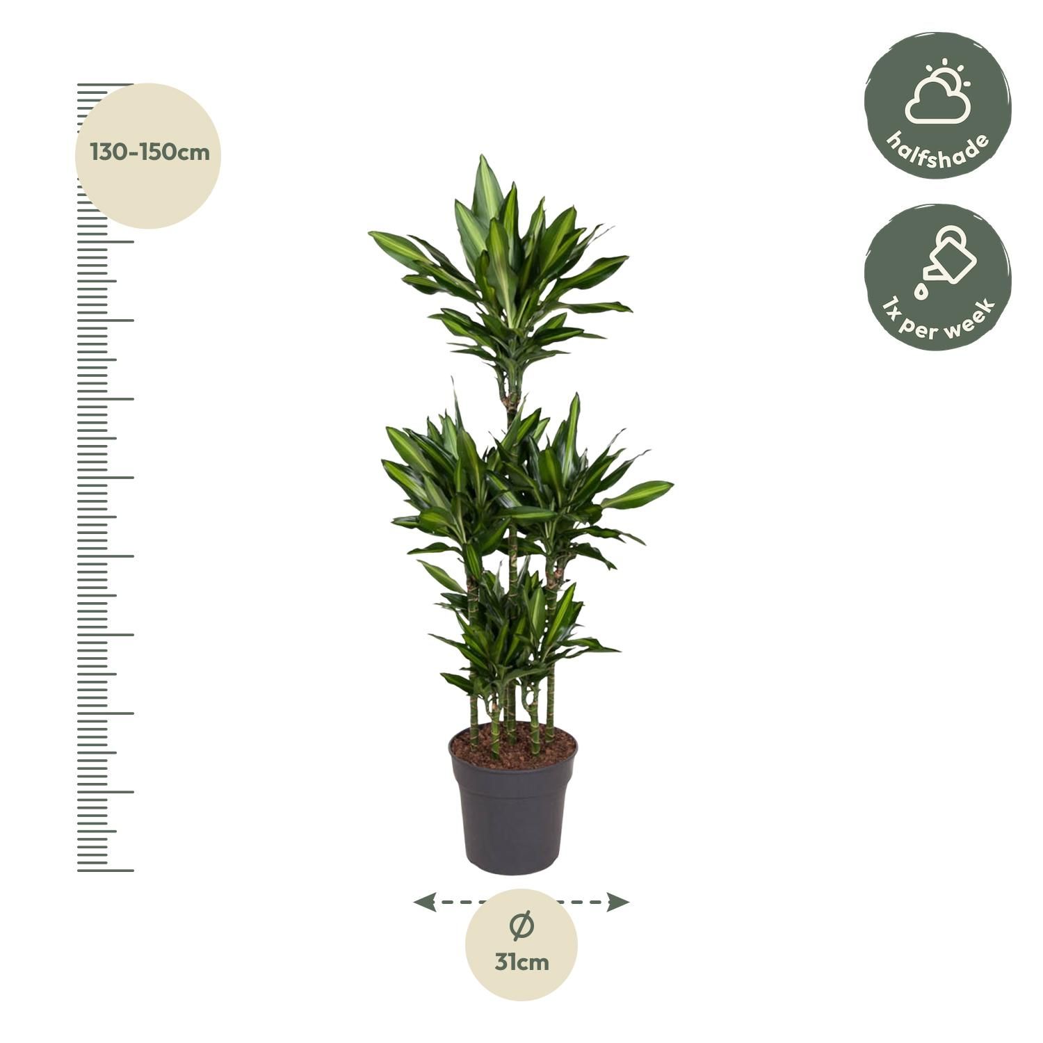 Dracaena Cintho - elegante Grünpflanze mit farbiger Blattkante