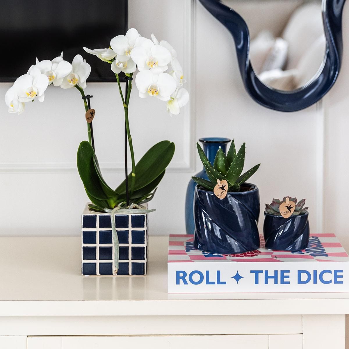 Nazaré-Orchidee und Crassula Hobbit im dekorativen Fish-Topf