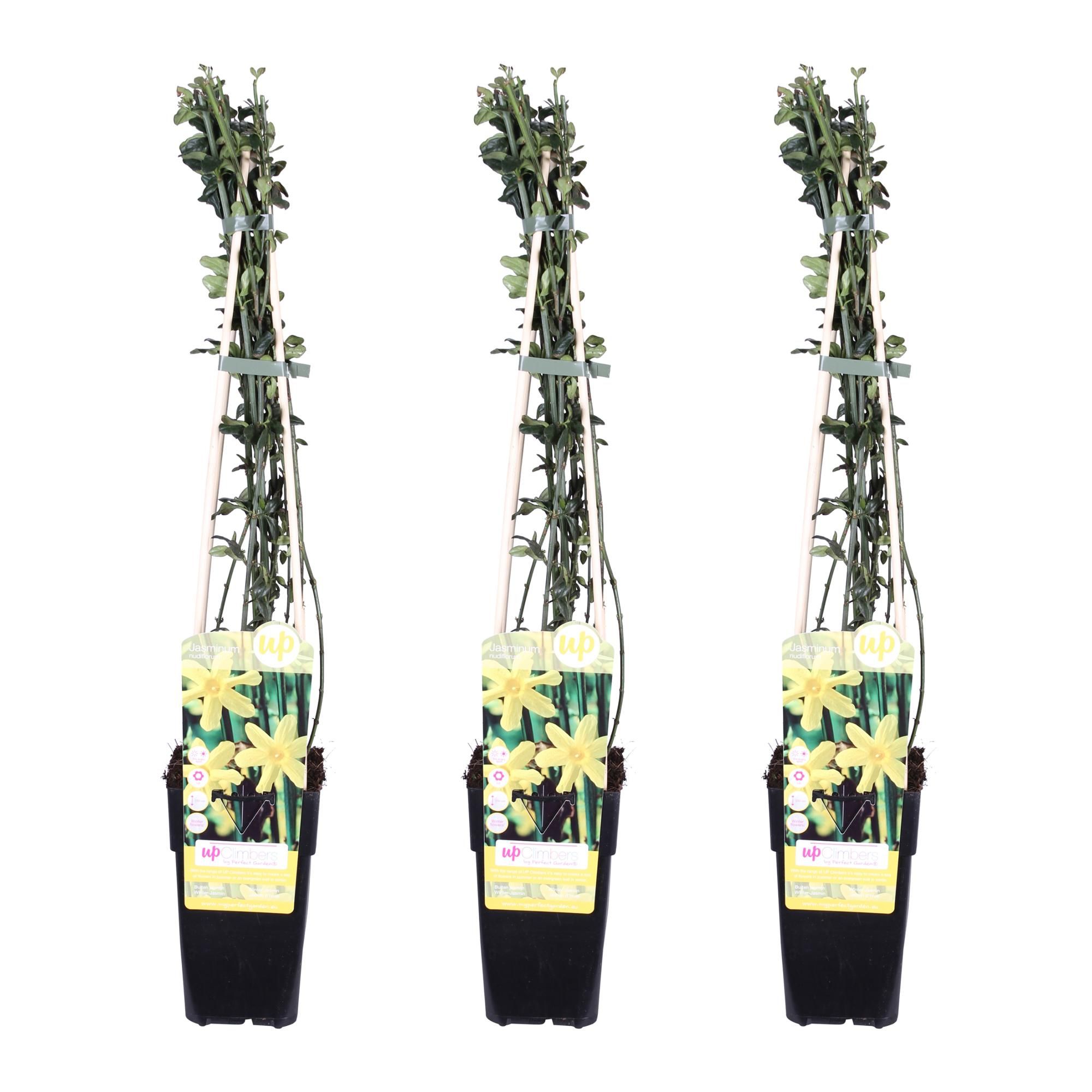 Winterblühender Jasminum nudiflorum Kletterstrauch