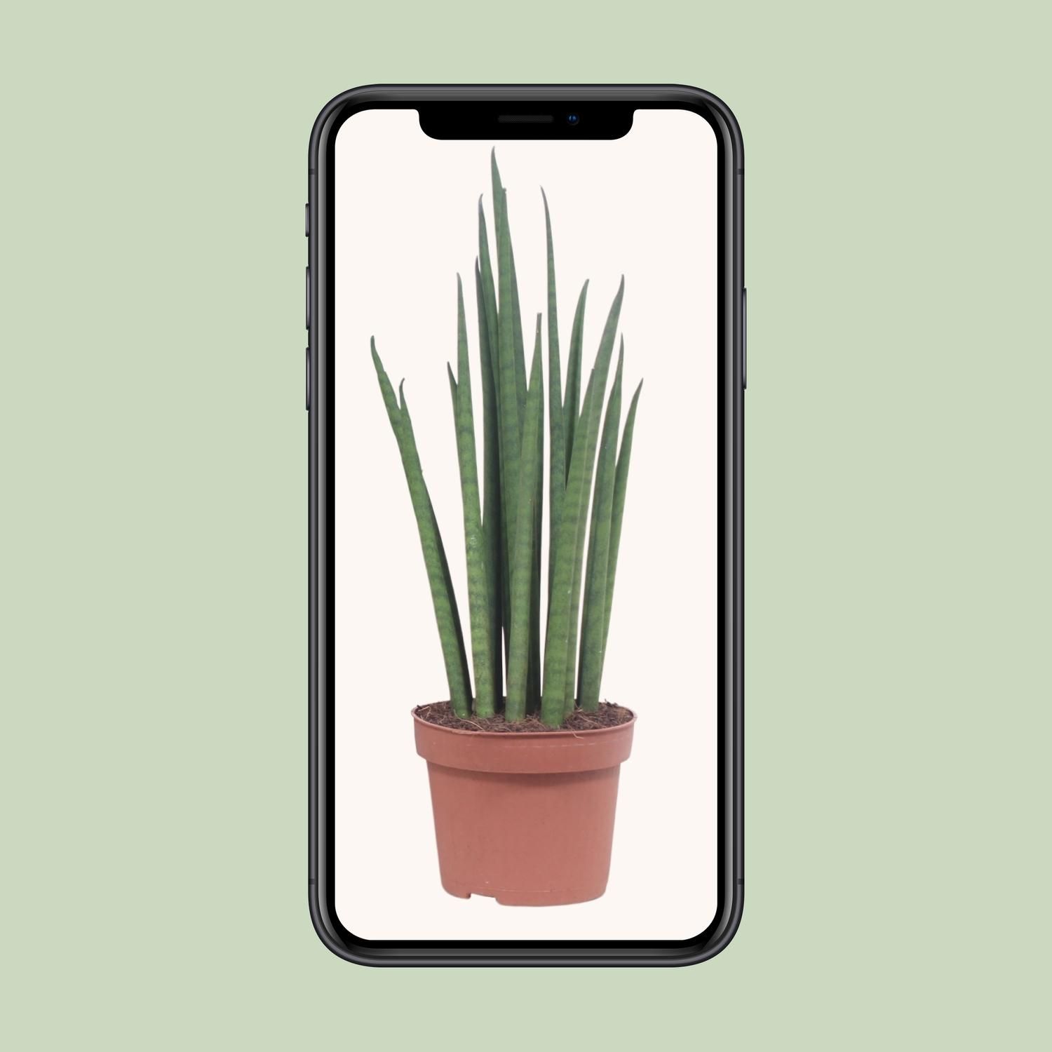 Sansevieria Mikado Zimmerpflanze