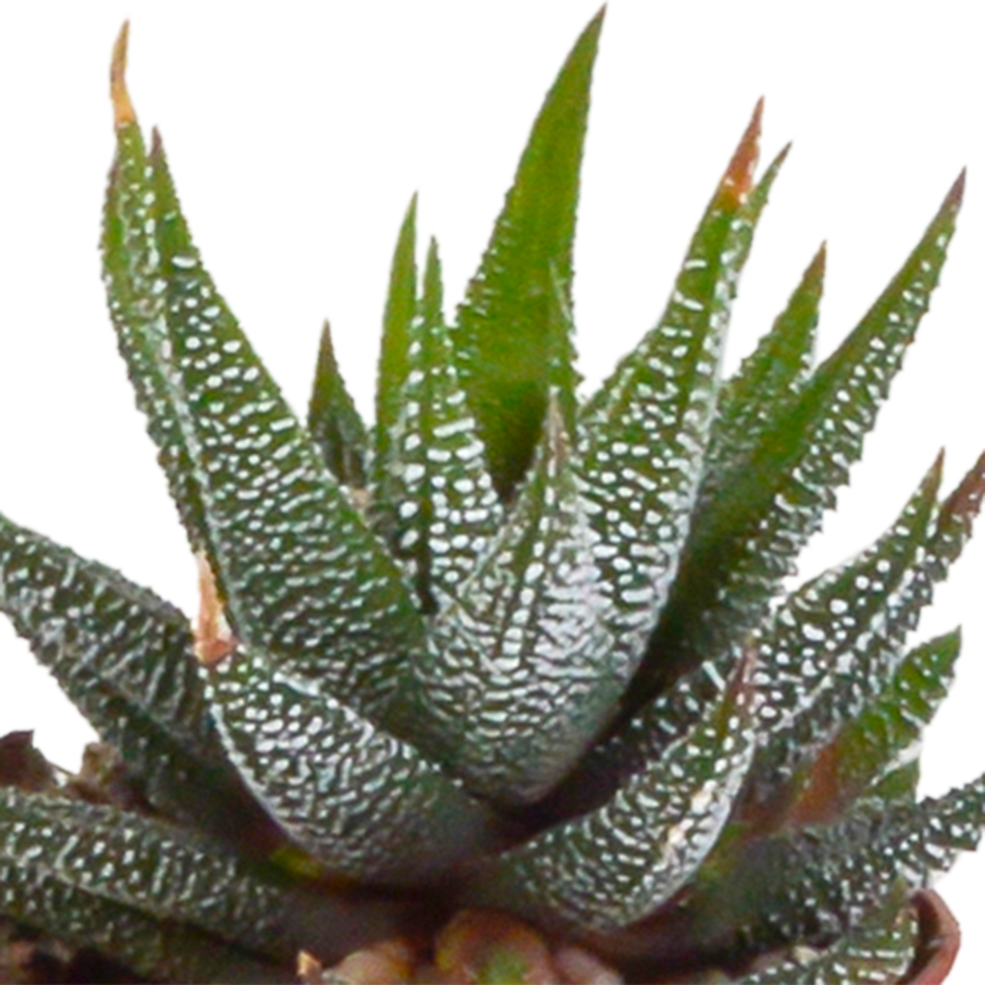 Gasteria und Haworthia Mix Sukkulenten ohne Topf