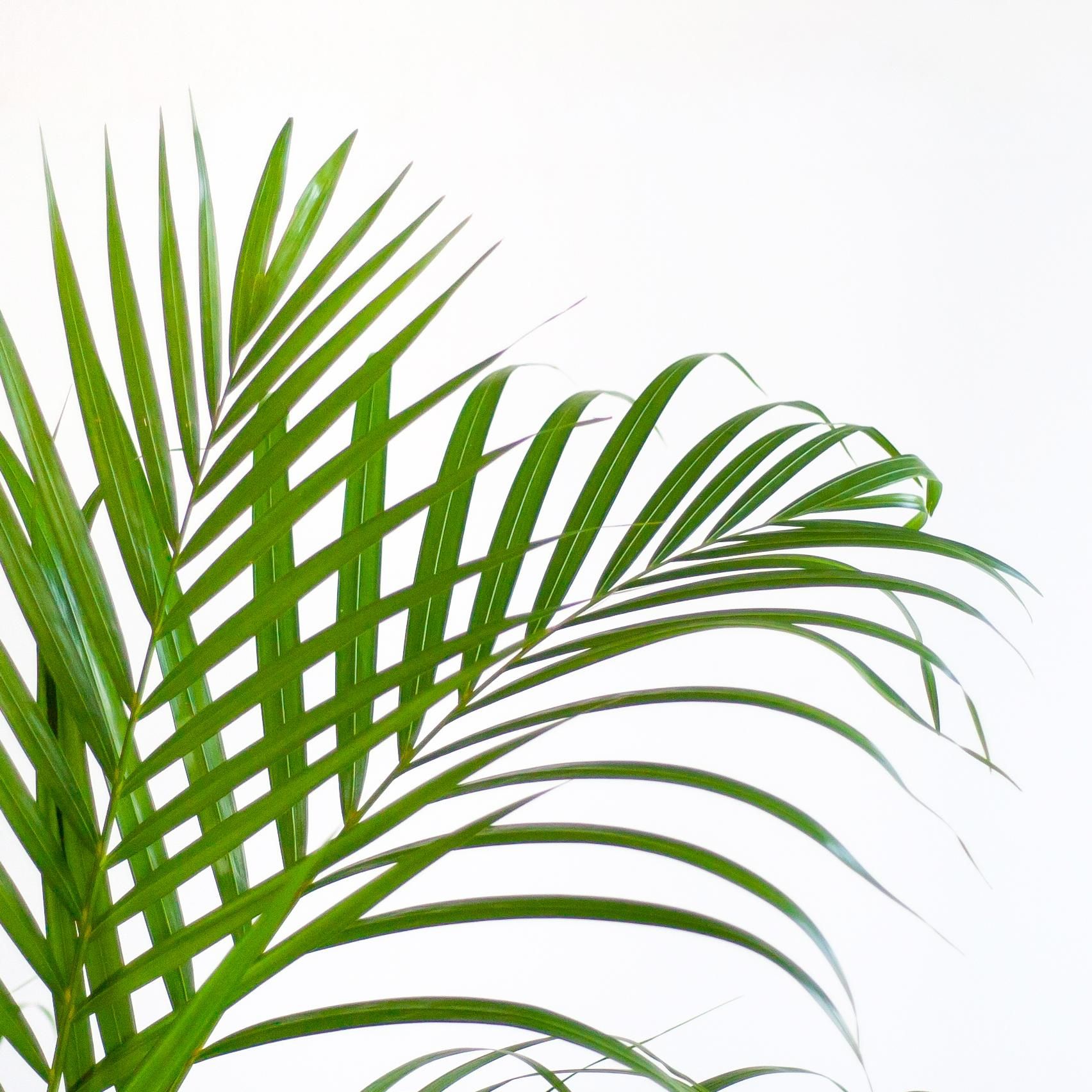 Areca-Palme in Lissabon-Korb Weiß