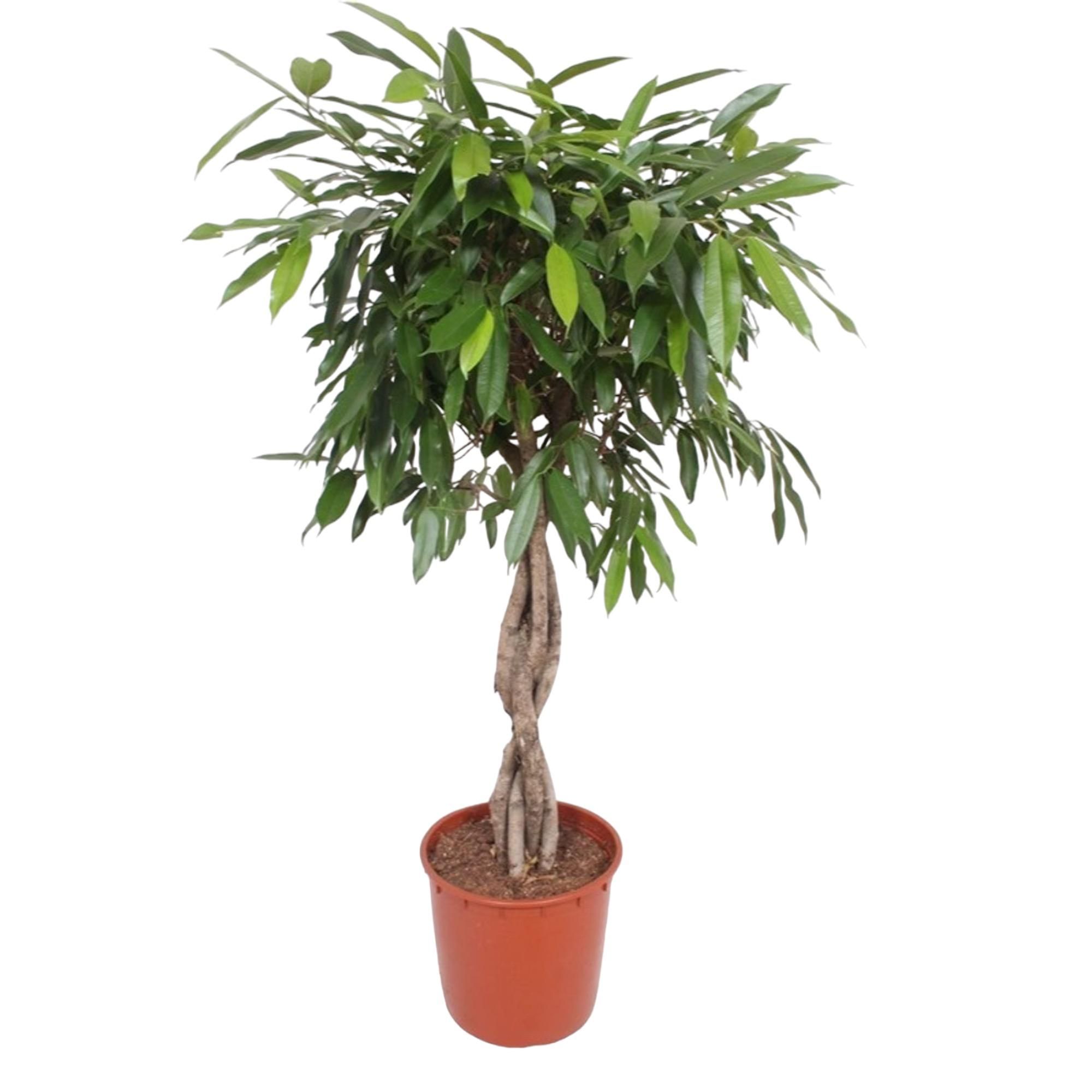 Ficus Amstel King mit geflochtenem Stamm