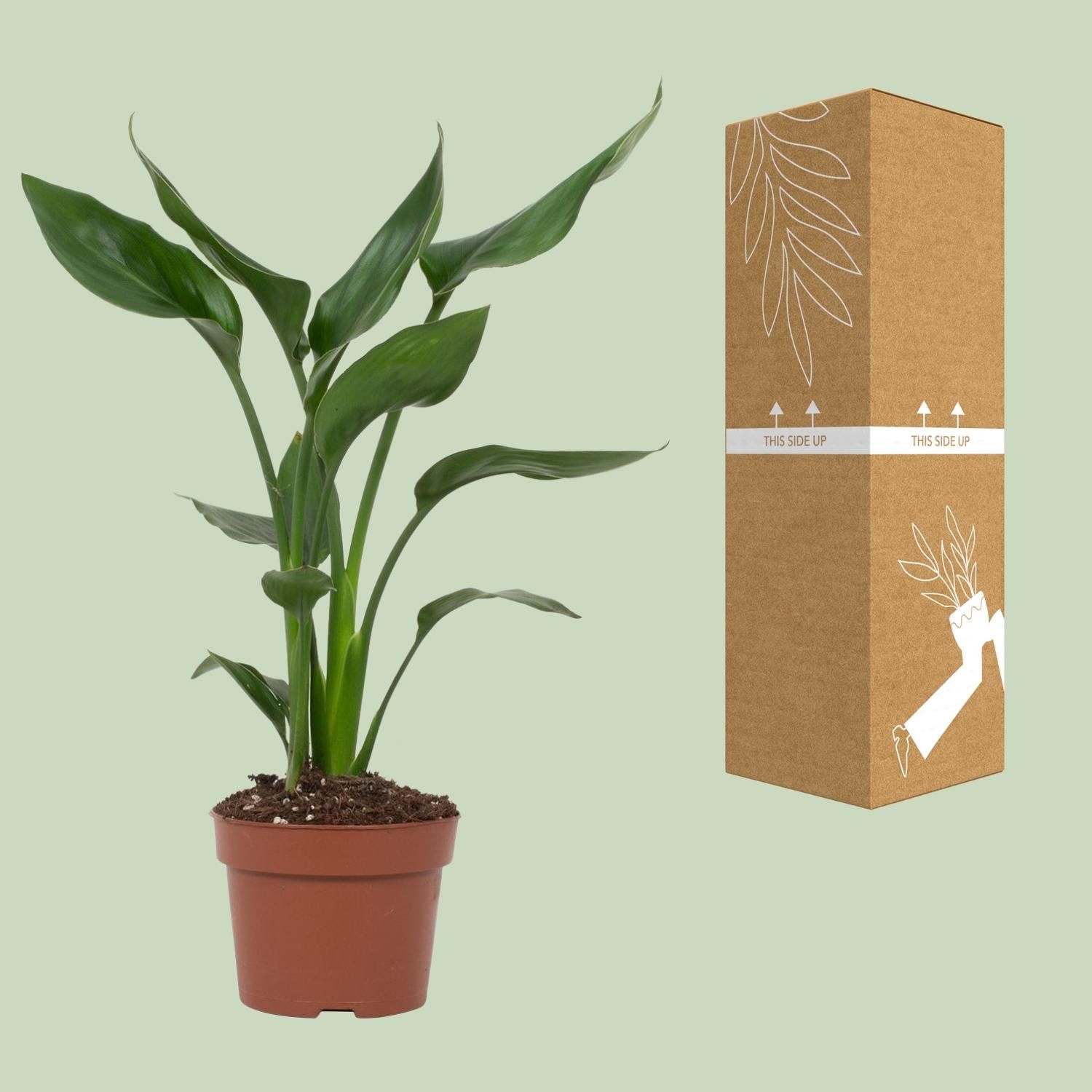 Paradiesvogelblume Strelitzia als Zimmerpflanze