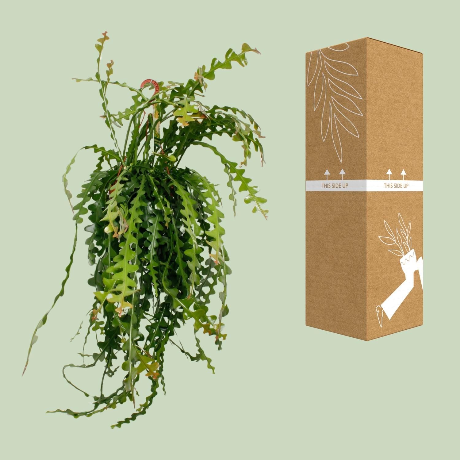 Ephiphyllum Anguliger Zimmerpflanze