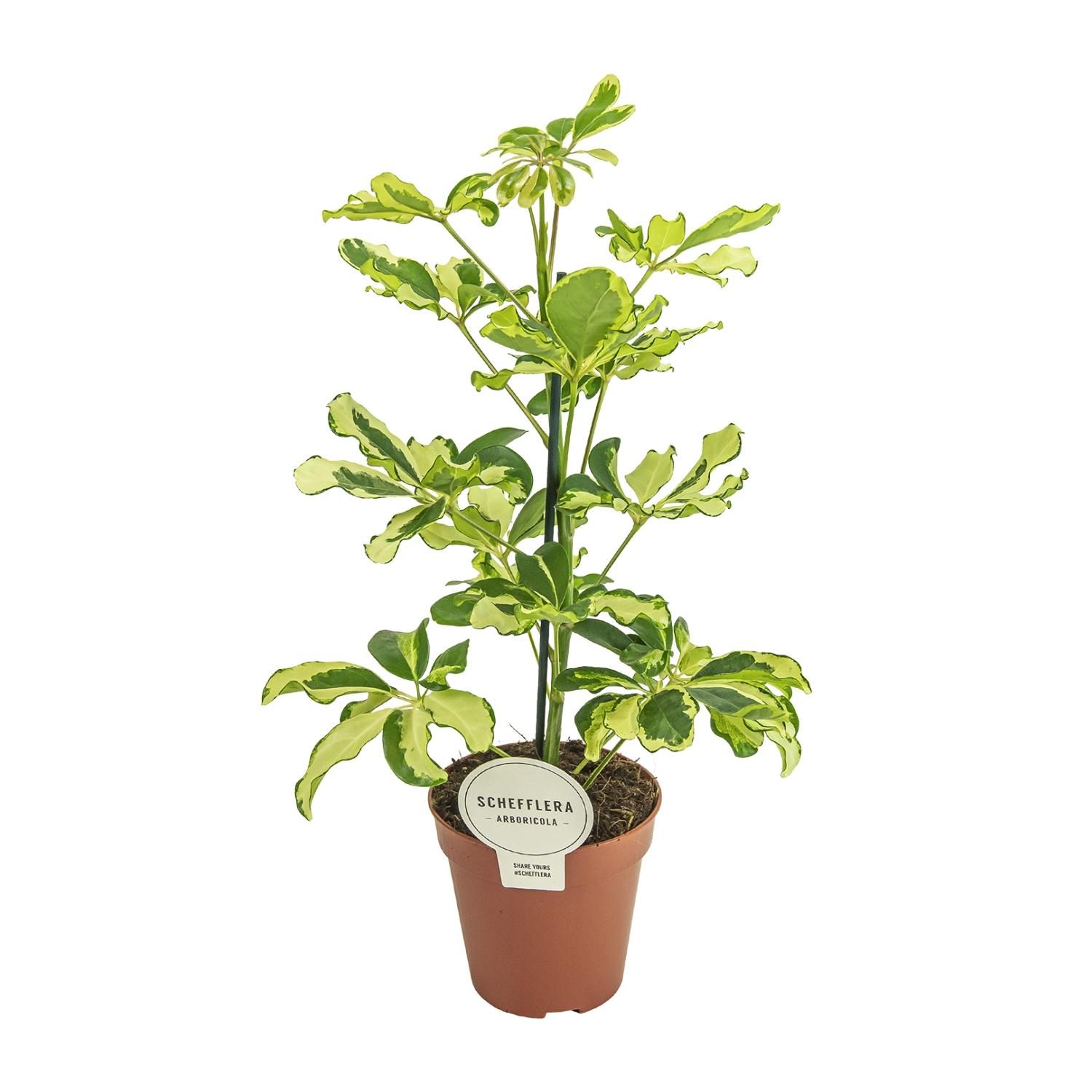 Schefflera Charlotte Zimmerpflanze