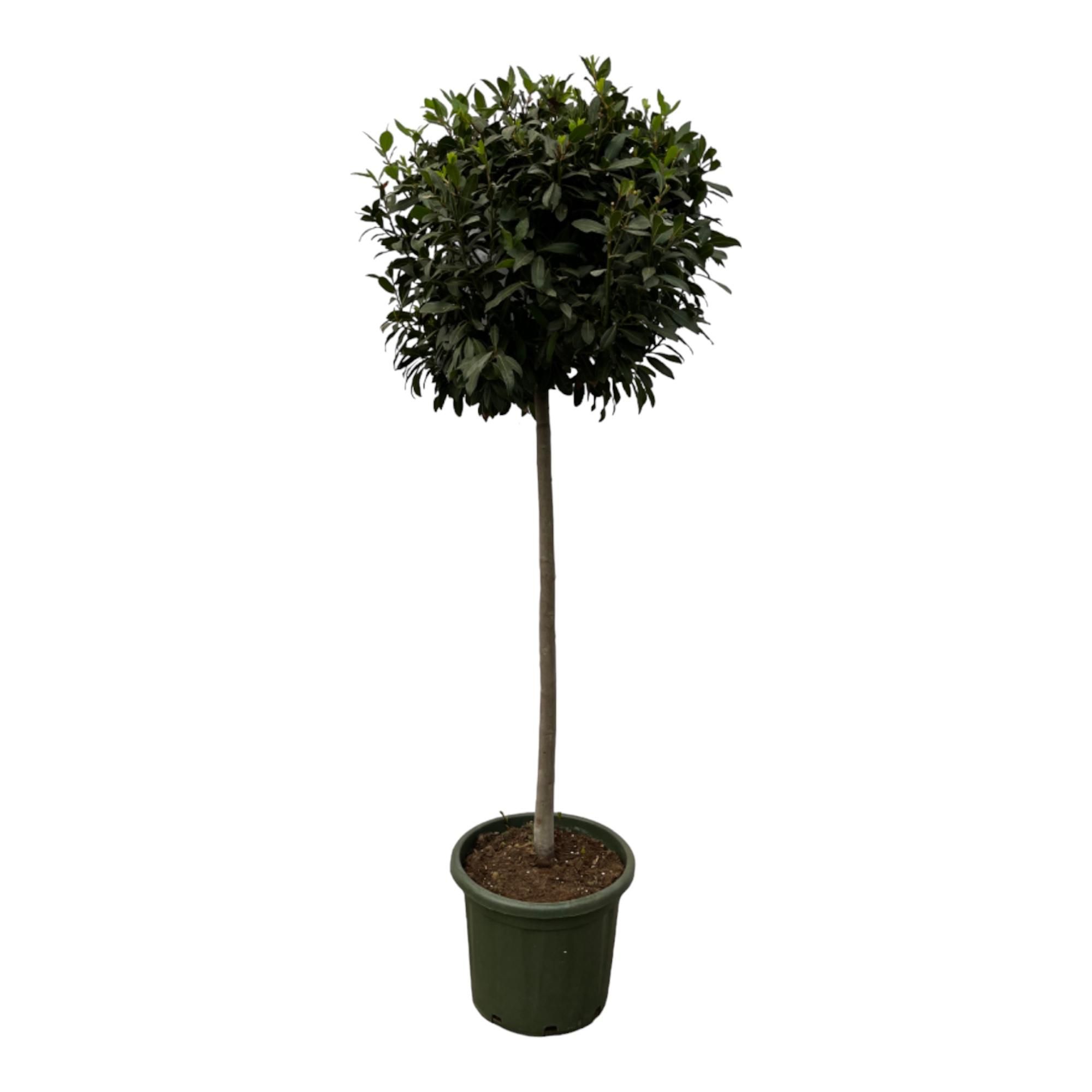 Lorbeerbaum Laurus Nobilis - aromatischer Lorbeer für Garten und Balkon