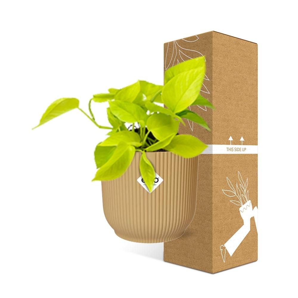 Epipremnum Pinnatum Goldener Pothos in dekorativem ELHO Vibes Fold Übertopf