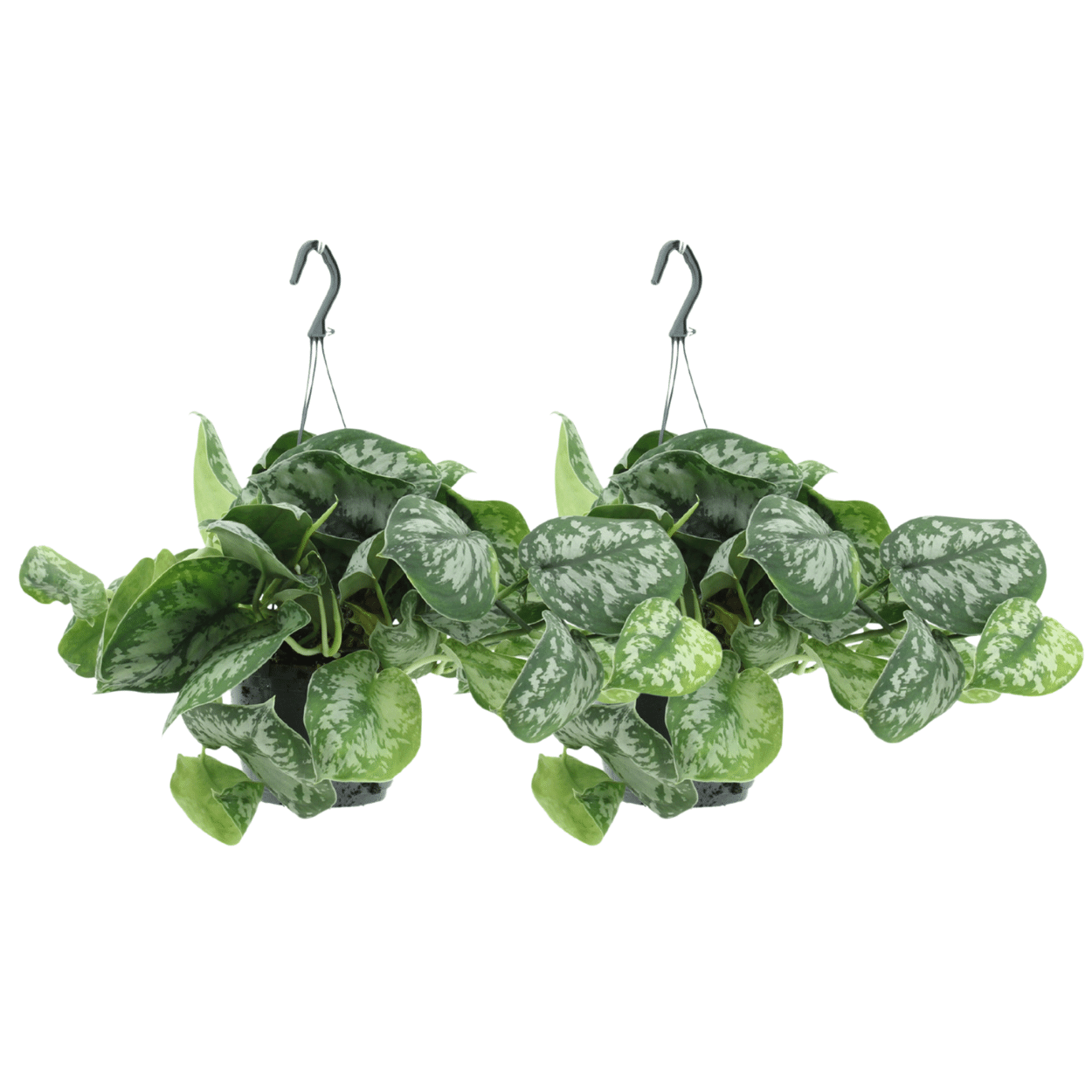 Scindapsus Pictus Trebie - Elegante Kletterpflanze