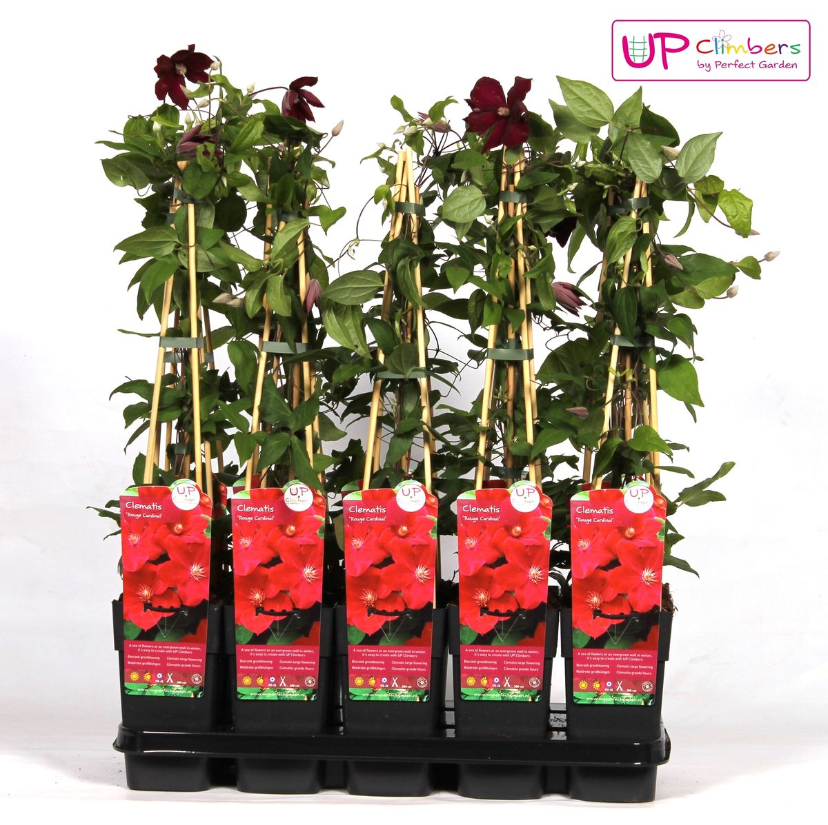 Clematis Rouge Cardinal Kletterpflanze