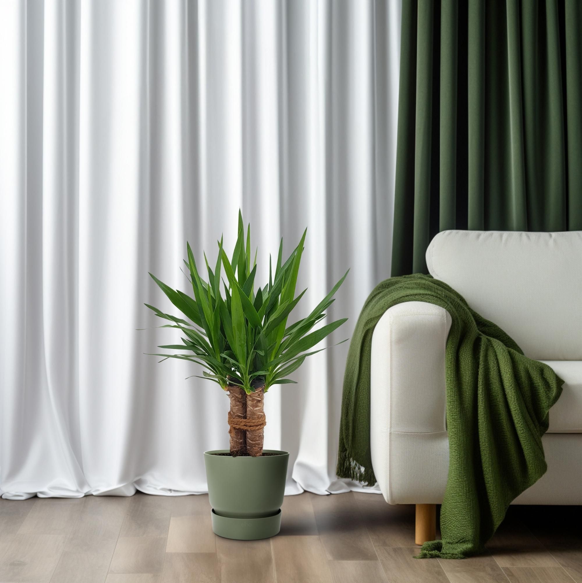 Yucca Tres Cañas – Tropische Zimmerpflanze