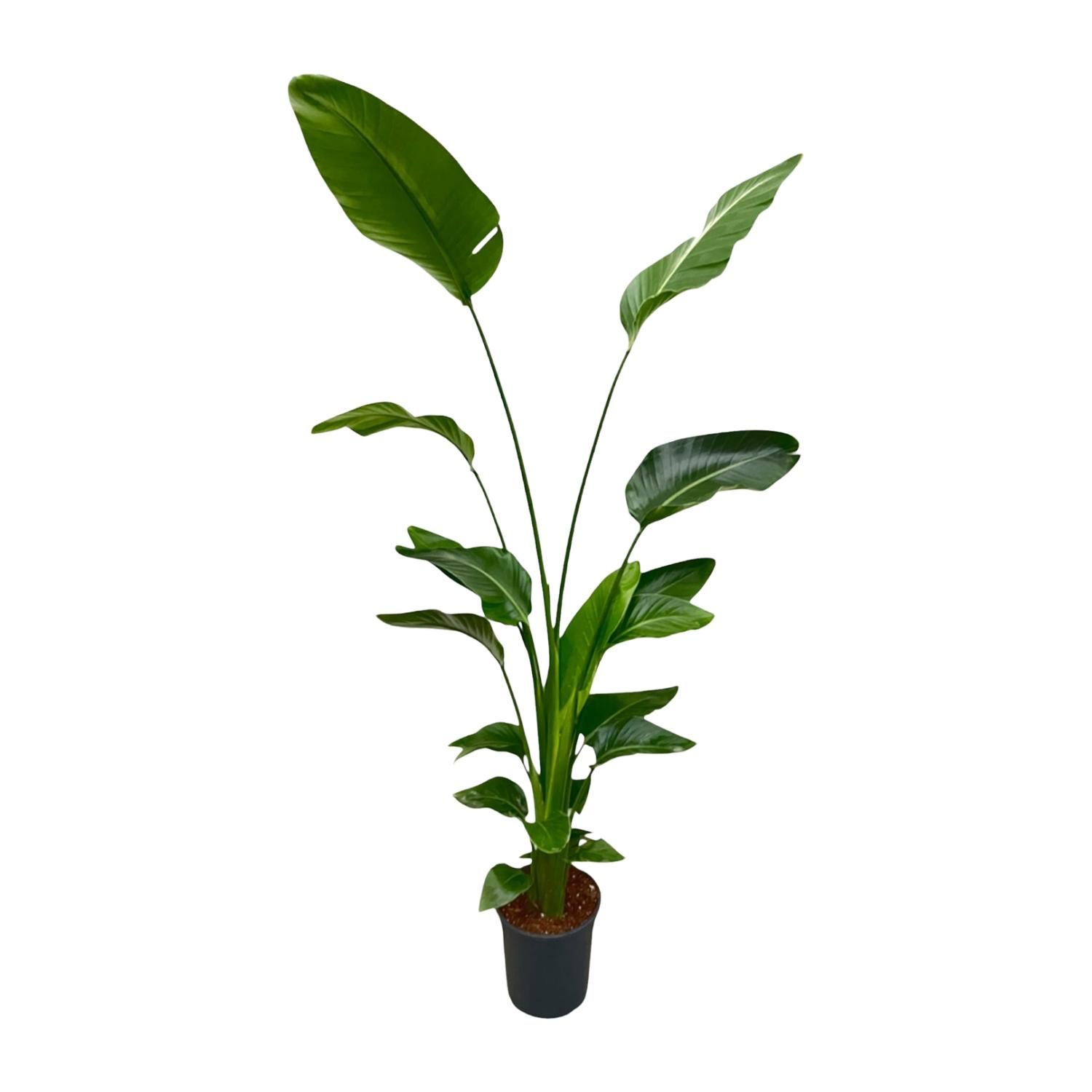 Strelitzia Nicolai Zimmerpflanze