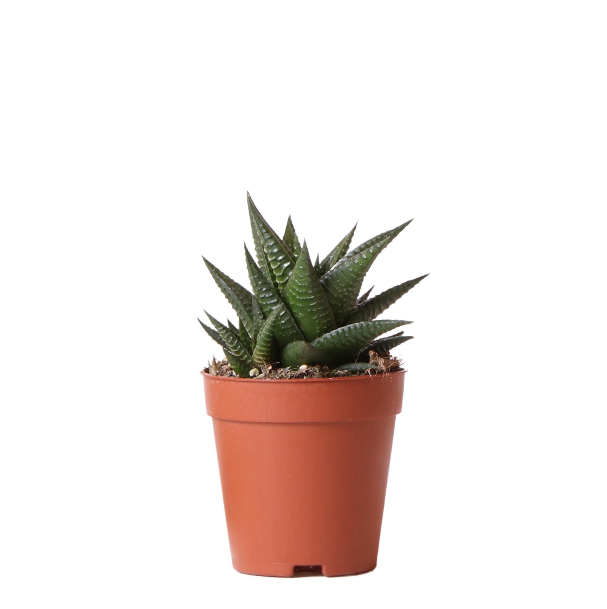 Haworthia Limifolia Sukkulente Zimmerpflanze