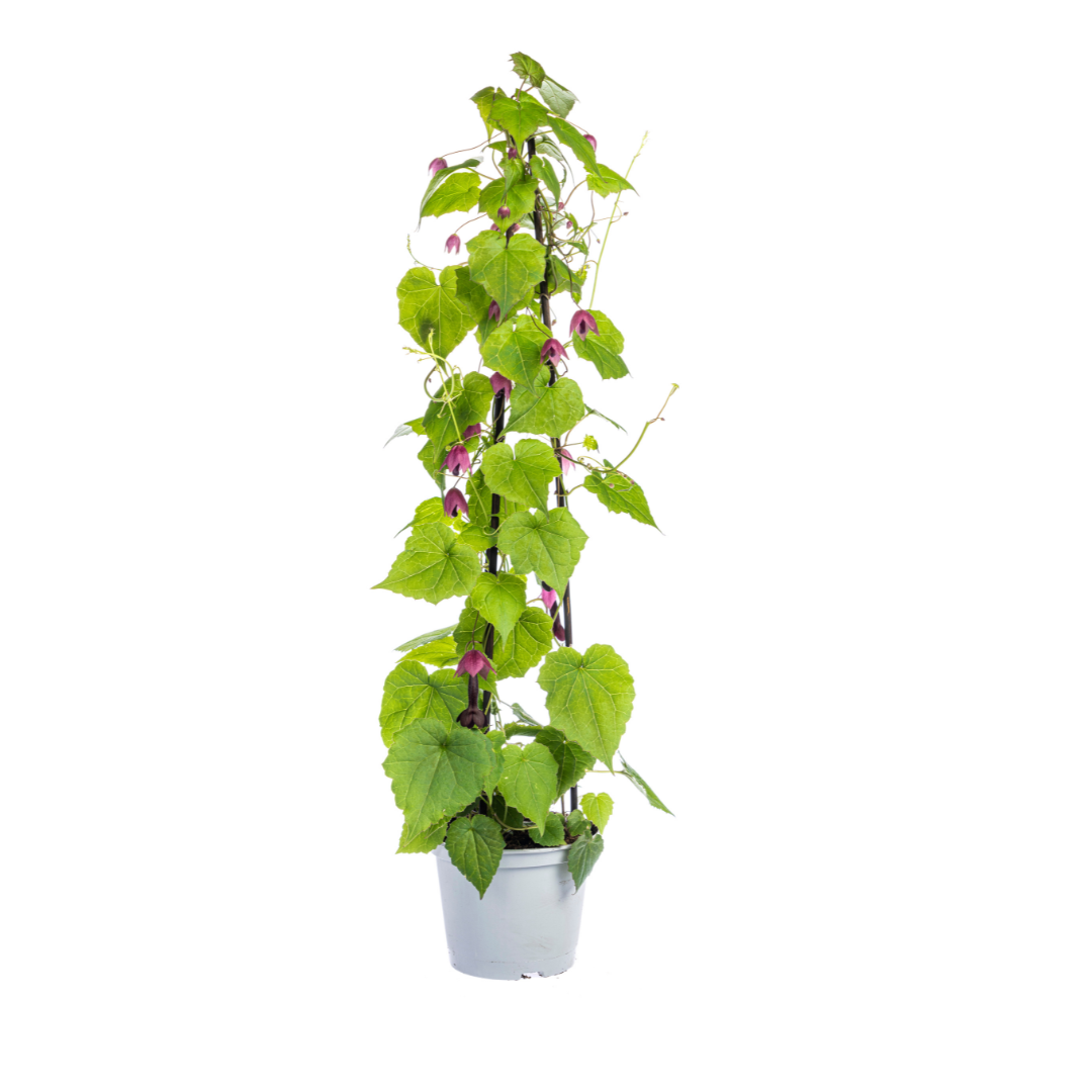 Rhodochiton atrosanguineum Purple Bells | 4er Set | Ø13cm Topf | Hängepflanze