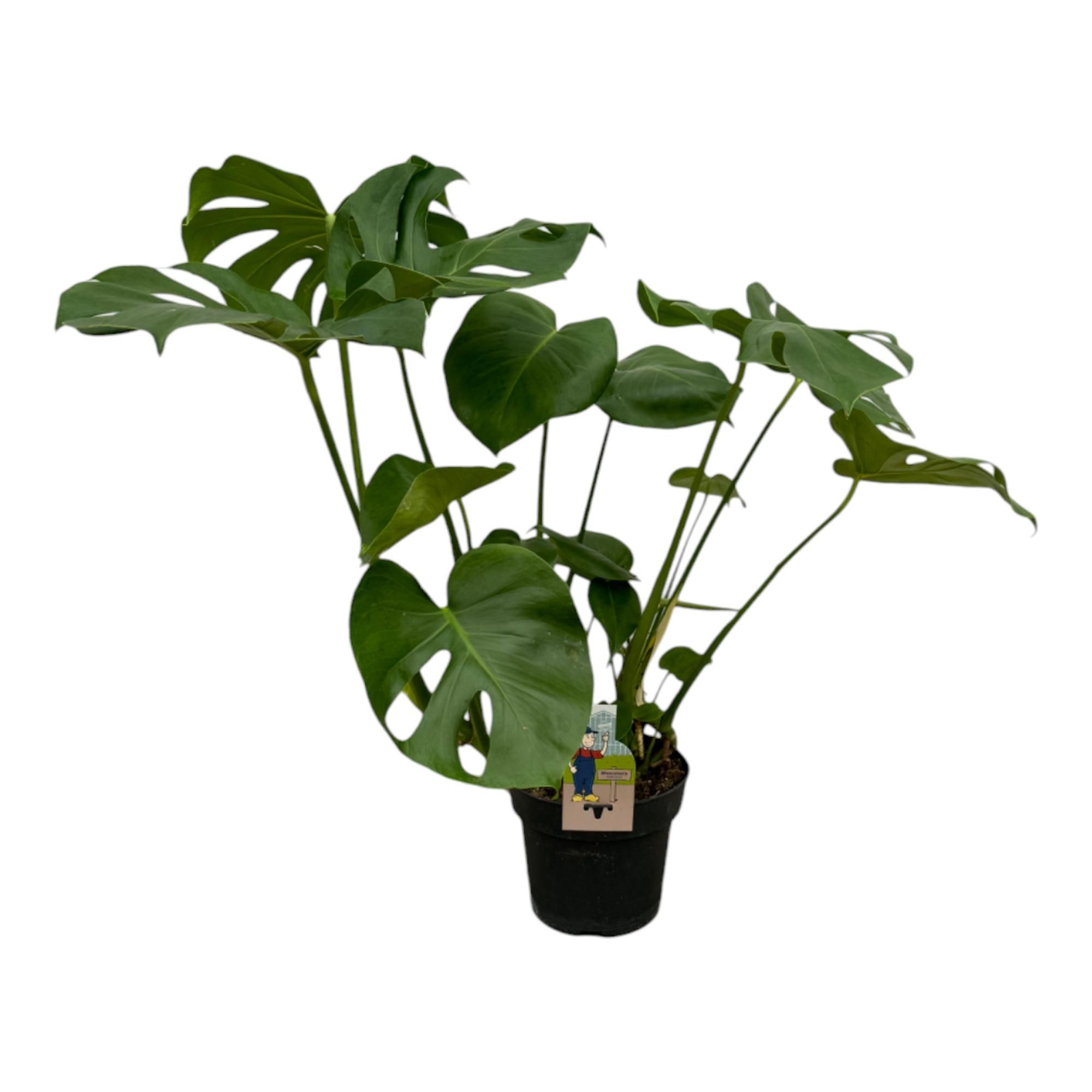 Monstera Deliciosa Zimmerpflanze