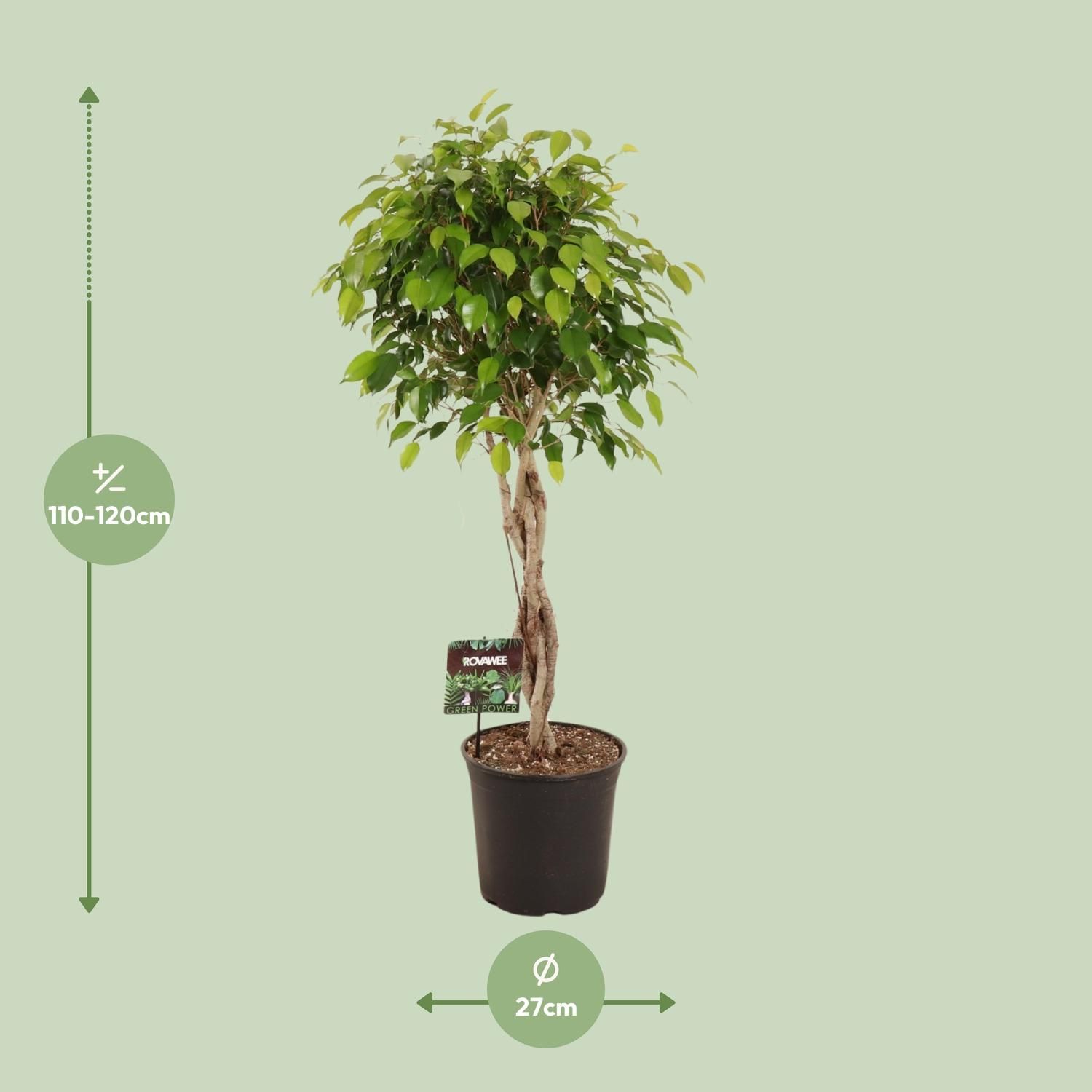Ficus Benjamina Exotica Zimmerpflanze