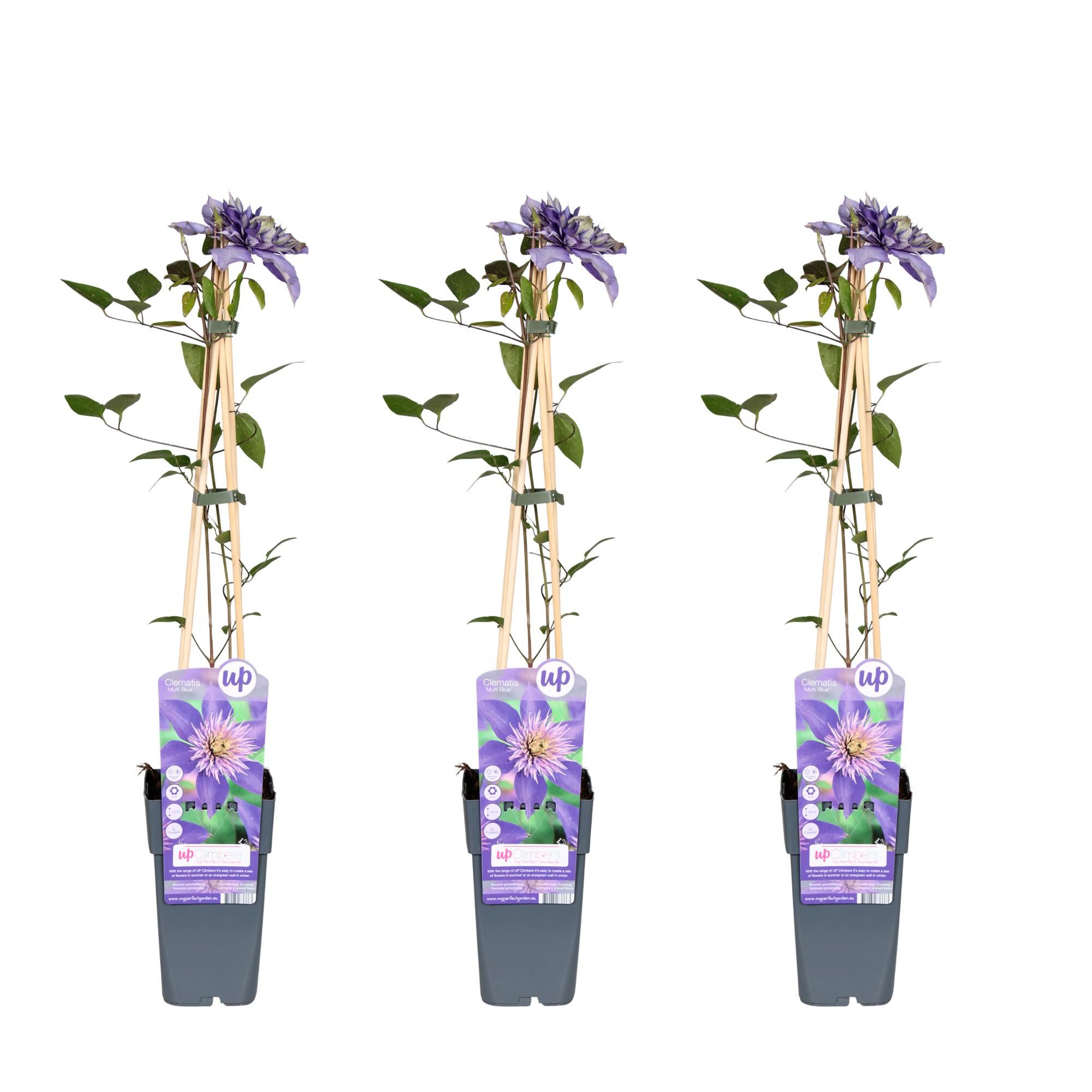 Clematis Multi Blue Kletterpflanze