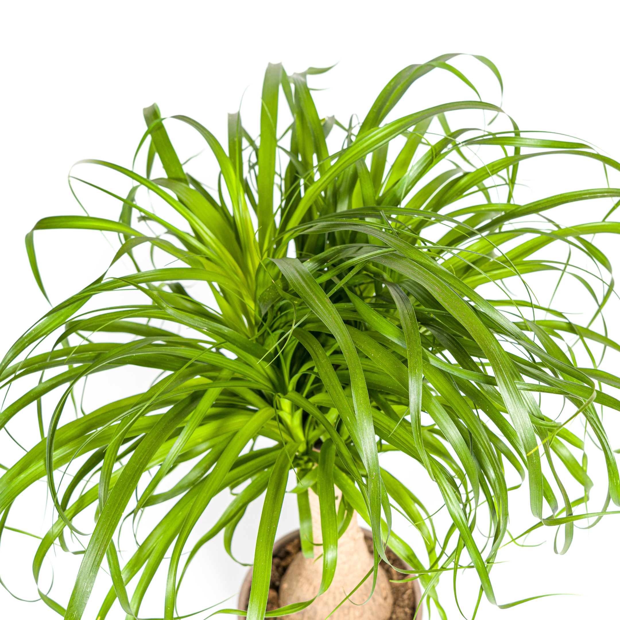 Beaucarnea Recurvata | Elefantenfuß | Stammdurchmesser 21cm | 60-80cm Höhe