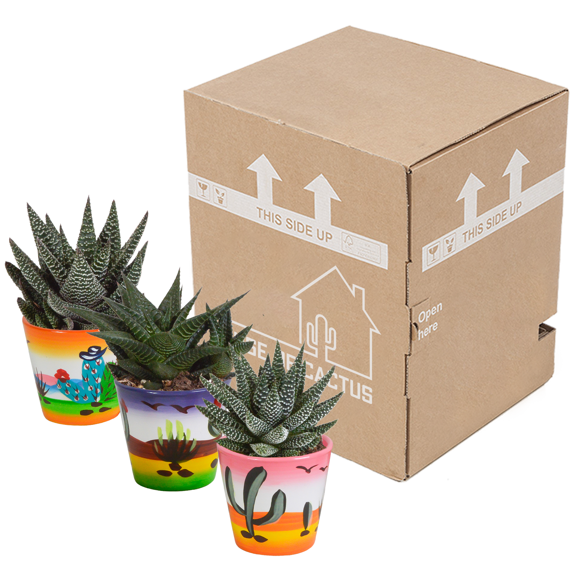 Gasteria und Haworthia Mix in Mexikanischem Topf