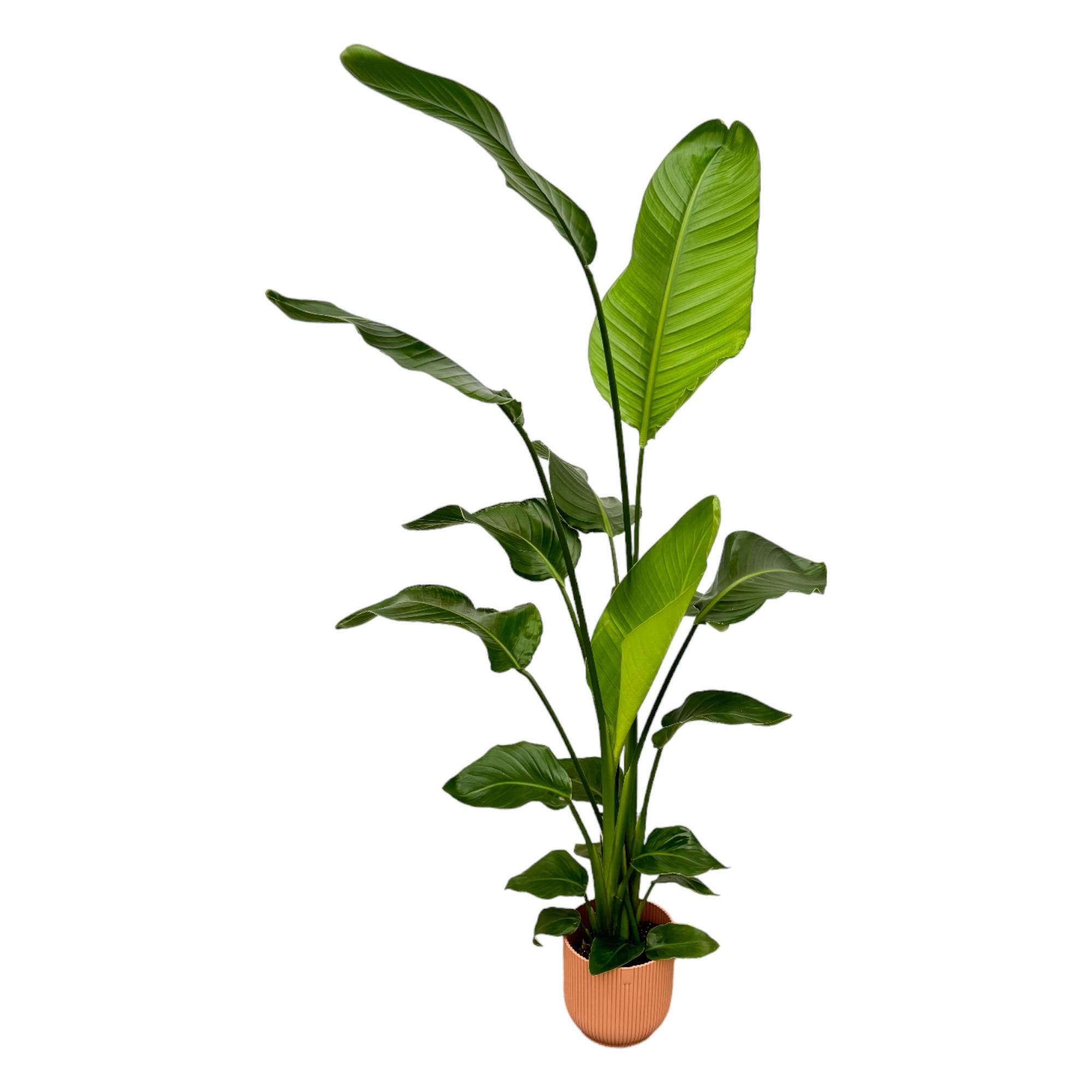 Strelitzia Nicolai Weißer Paradiesvogel mit rosa elho Vibes Fold Round Übertopf