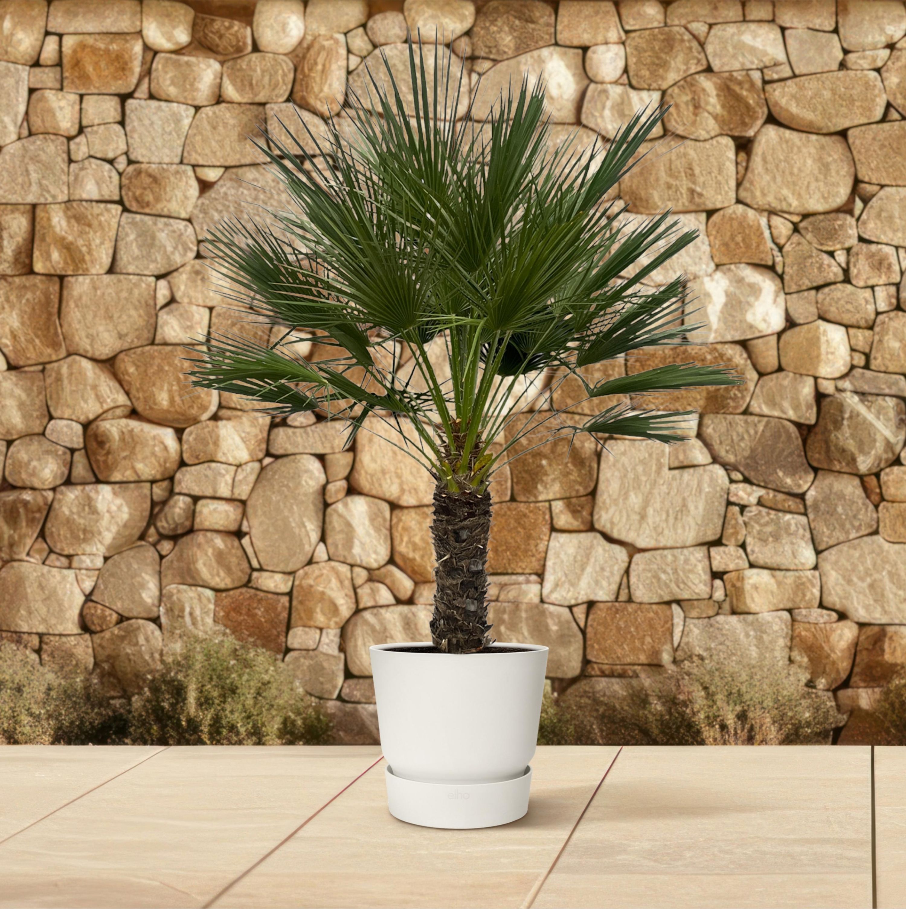 Chamaerops Humilis Zwergpalme auf Stamm