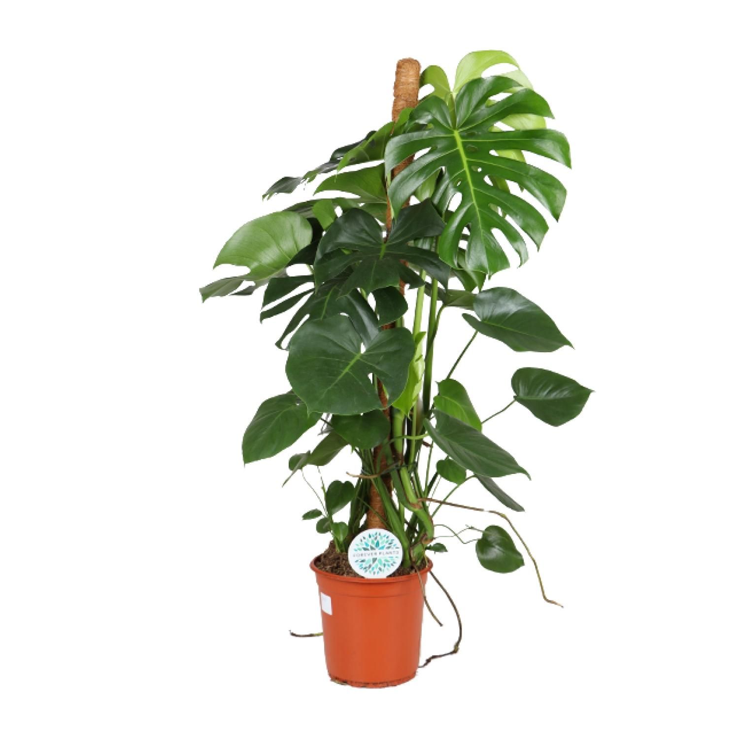 Monstera Deliciosa Zimmerpflanze