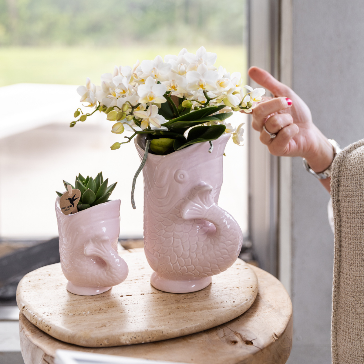 Nazaré Orchidee und Crassula Hobbit Sukkulenten-Set im orangefarbenen Fish-Übertopf