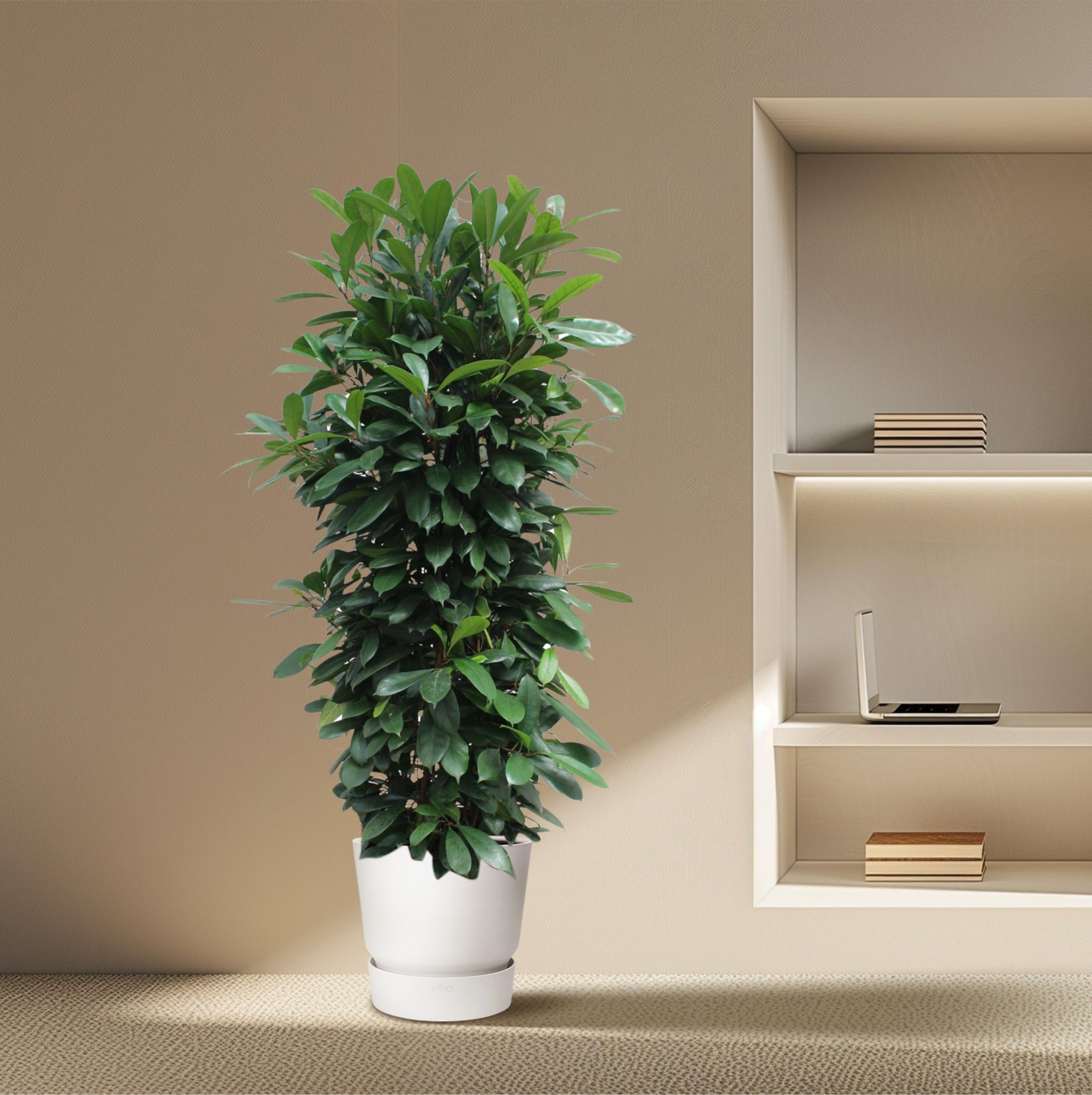 Ficus Cyathistipula Zimmerpflanze