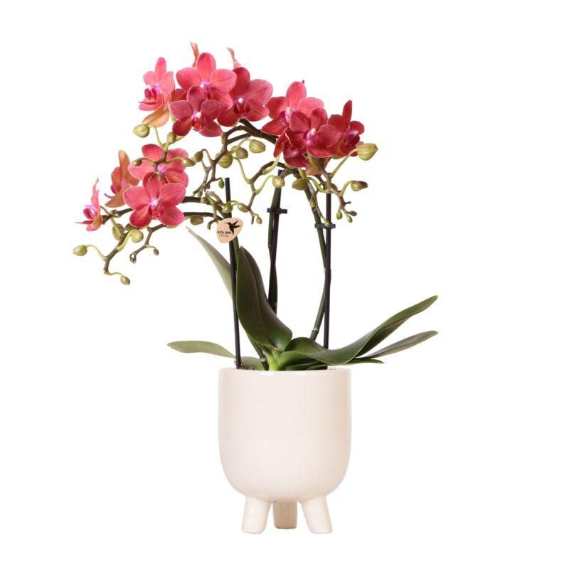 Rote Phalaenopsis Orchidee im Keramiktopf